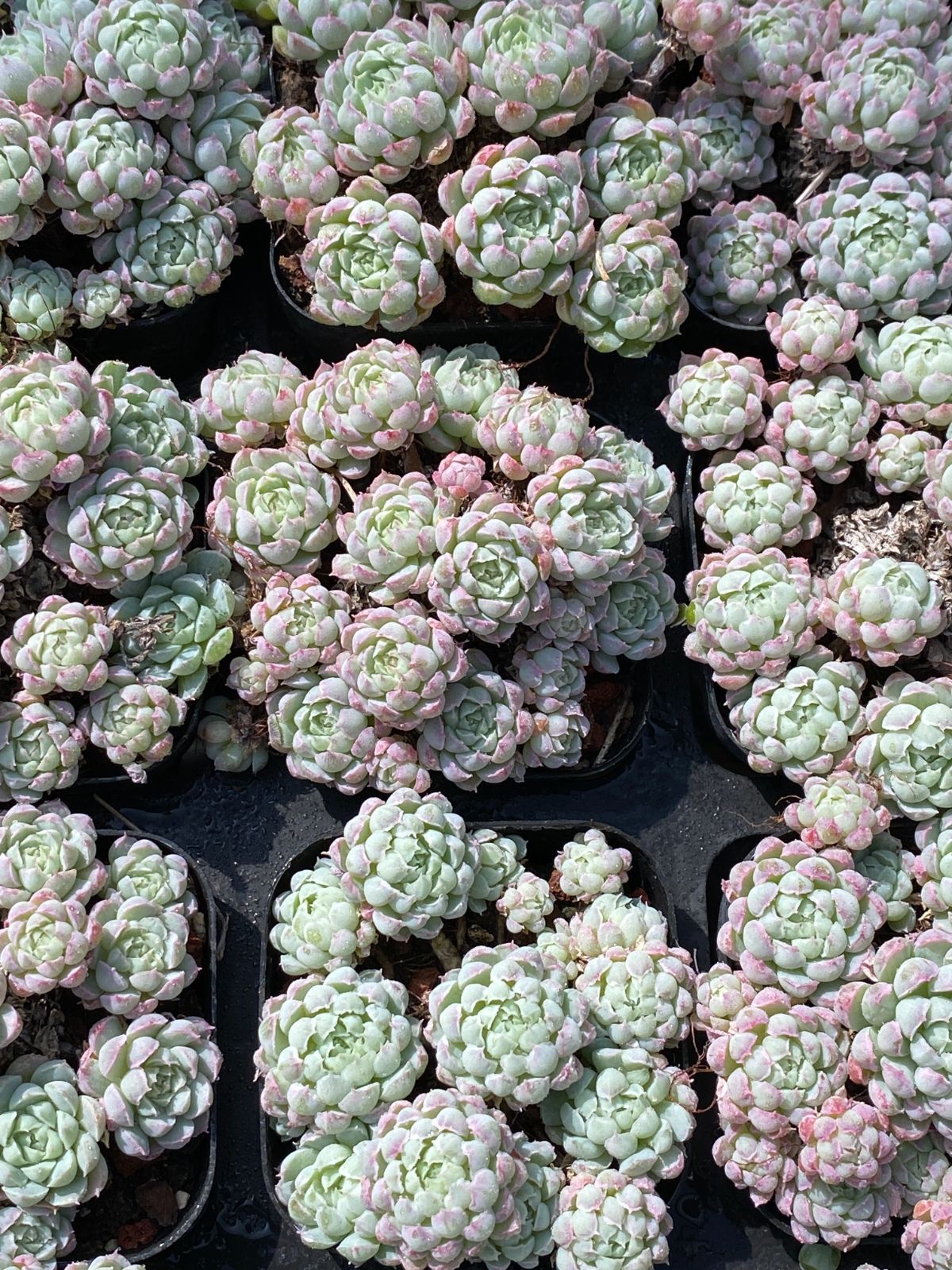 新入荷 ラノリンボール ZZ104×50苗 抜き苗 多肉植物 アエオニウム