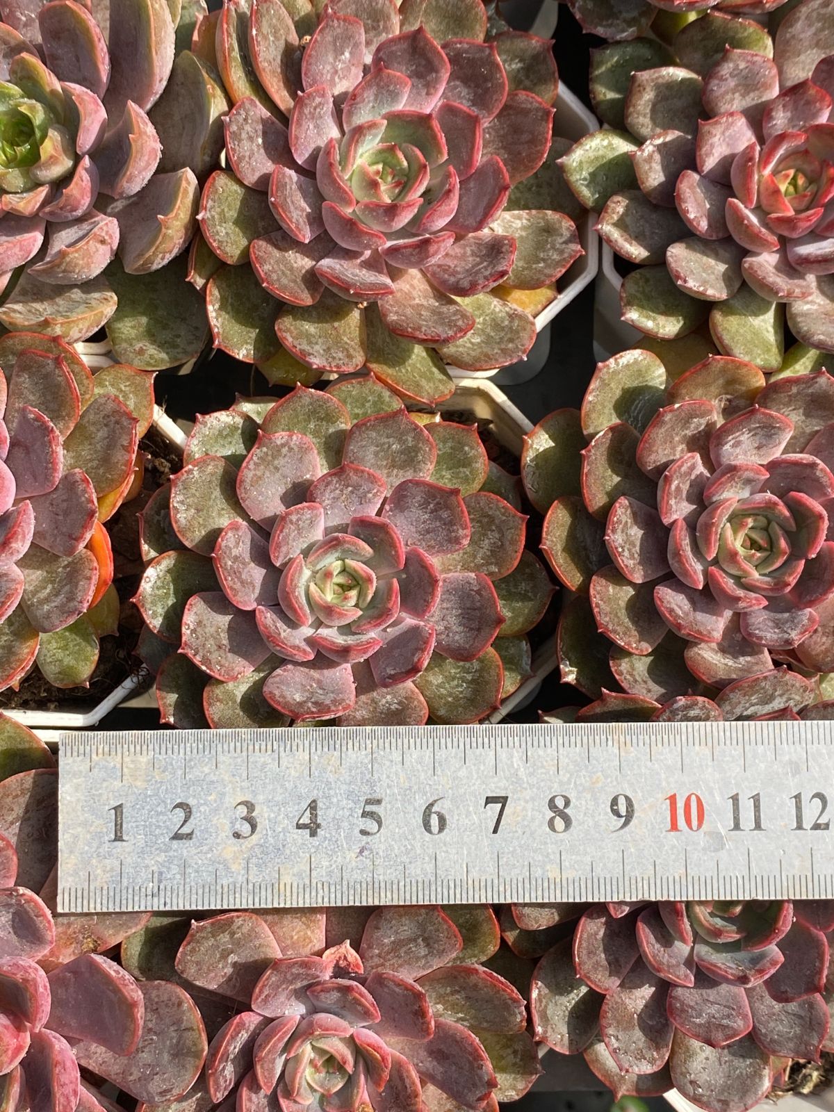 新入荷 レッドローズ ZZ117×50苗 抜き苗 多肉植物 アエオニウム