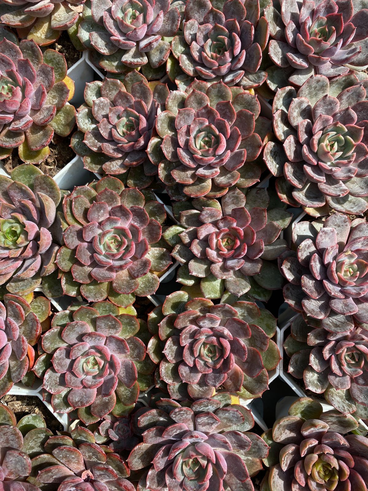 86#多肉植物アエオニウム❤️ レッドグラスローズ ❤️1大頭25cm拨き苗 86#多肉植物アエオニウム❤️ レッドグラスローズ ❤️1大頭25cm拨き苗 86#