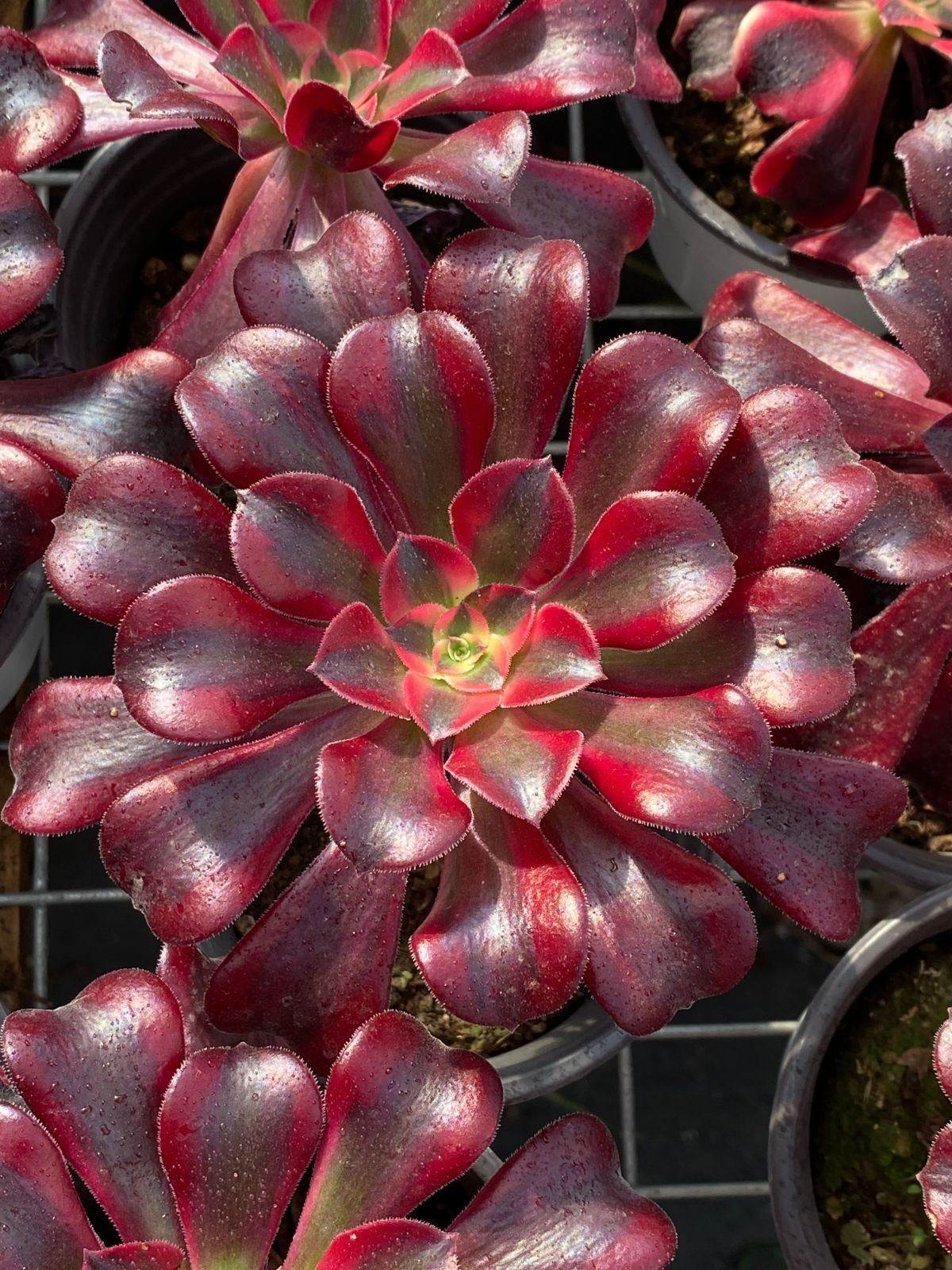 新入荷 メデューサ ZZ127×18苗 抜き苗 多肉植物 アエオニウム