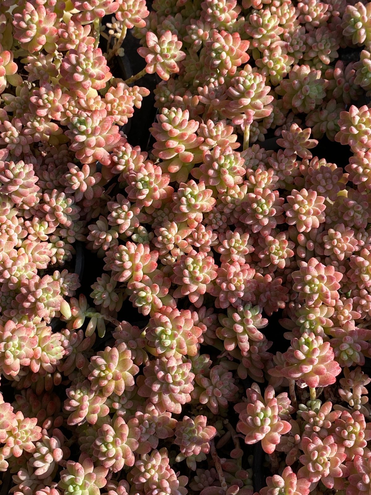 新入荷 花団錦 ZZ130×18苗 土鉢付き 多肉植物 エケベリア サボテン