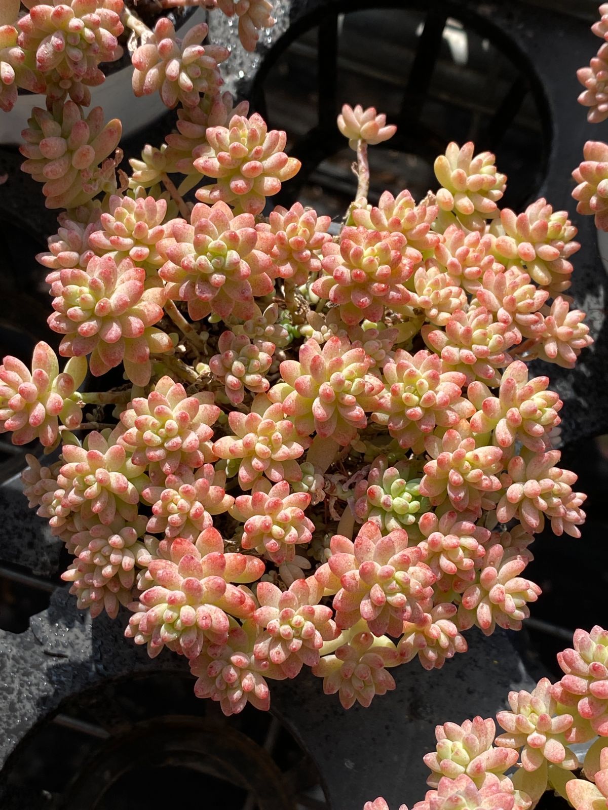 新入荷 花団錦 ZZ130×18苗 土鉢付き 多肉植物 エケベリア サボテン