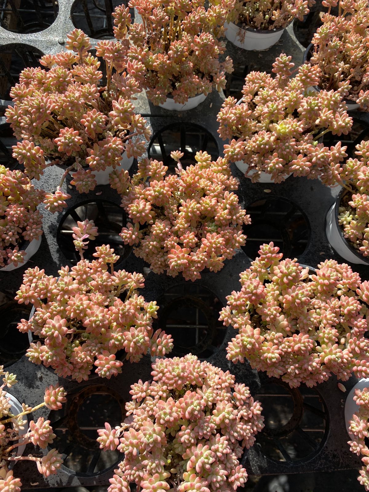 新入荷 花団錦 ZZ130×18苗 土鉢付き 多肉植物 エケベリア サボテン