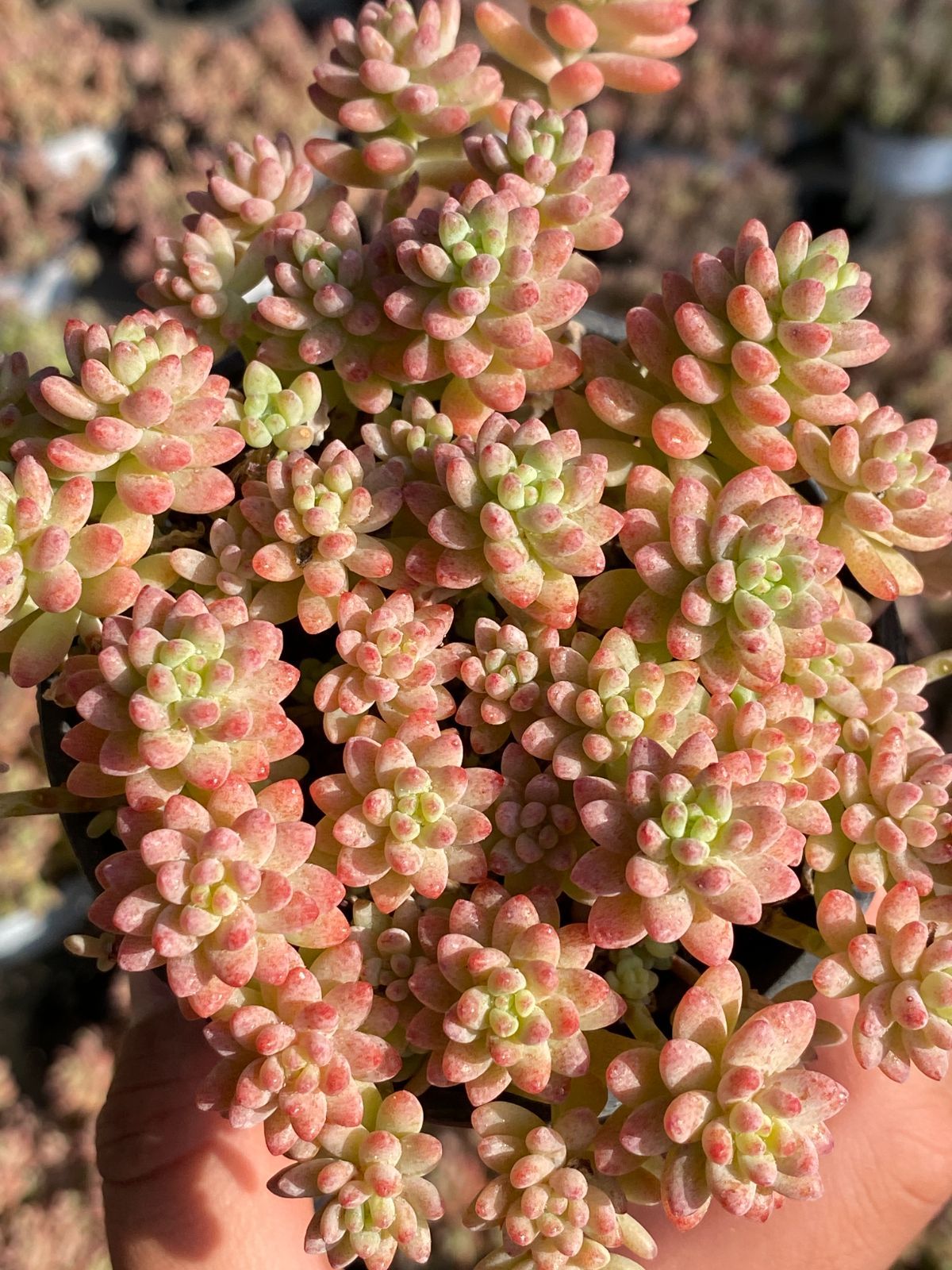 新入荷 花団錦 ZZ130×18苗 土鉢付き 多肉植物 エケベリア サボテン