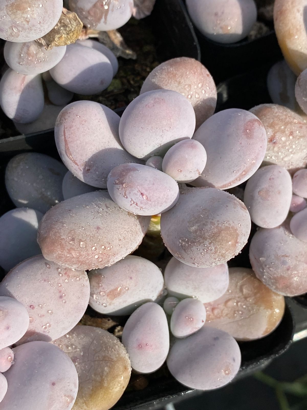 97#多肉植物アエオニウム❤️サラダボール中斑錦❤️6大頭12cm 拔き苗