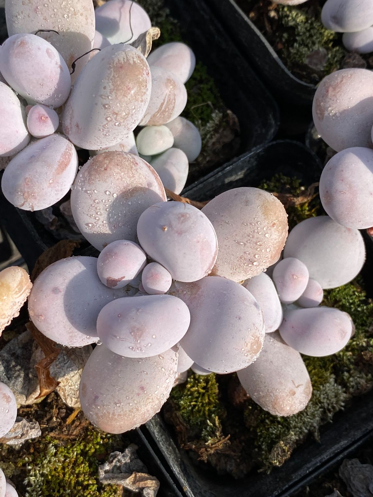 新入荷 オレンジスノーボール ZZ132×50苗 抜き苗 多肉植物