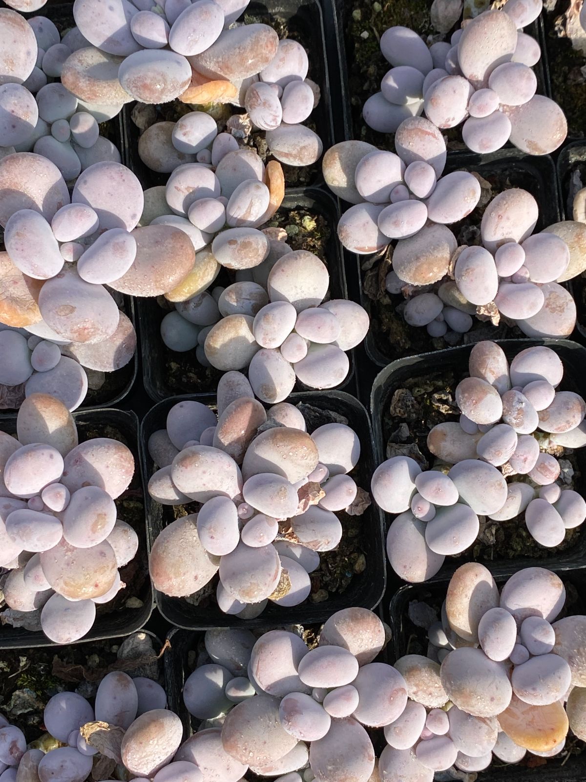 91#多肉植物アエオニウム❤️ サラダボールセッカ ❤️23cm拔き苗 59#多肉植物アエオニウム❤️サラダボールセッカ❤️13cm 拔き苗 59