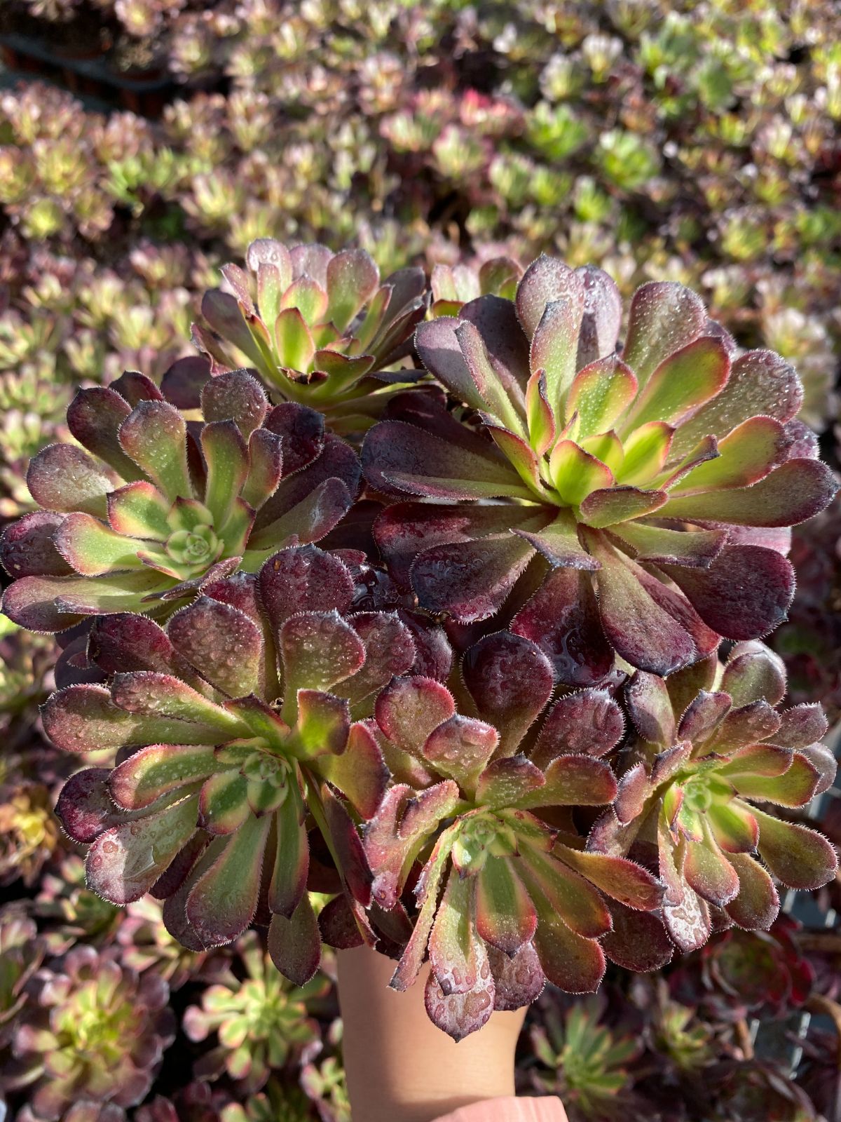 新入荷 コウガン ZZ133×18苗 抜き苗 多肉植物 アエオニウム エケベリア