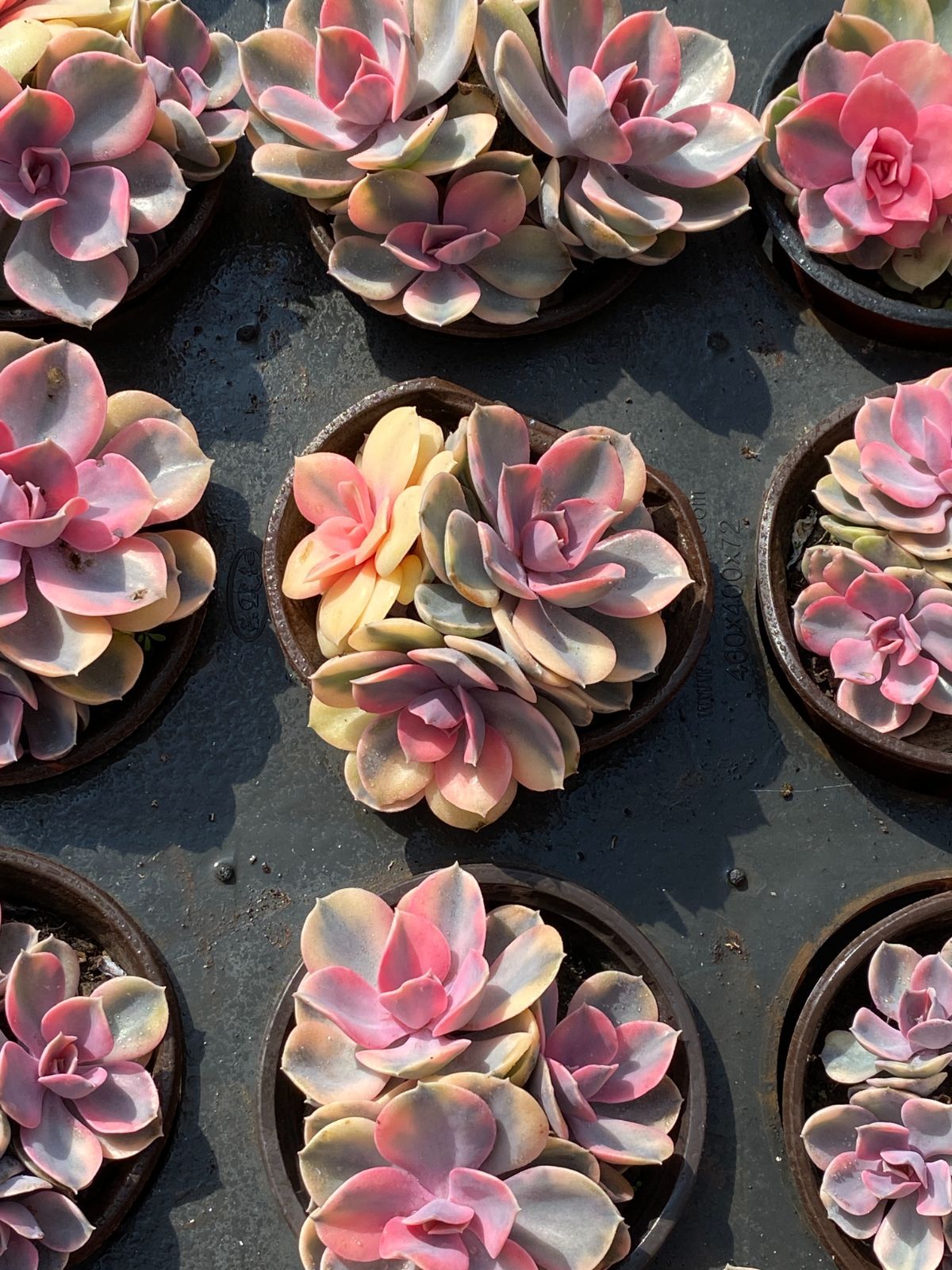 88#多肉植物アエオニウム錦❤️白月光❤️7頭29cm拔き苗 m43442935829_1.jpg?1711762311