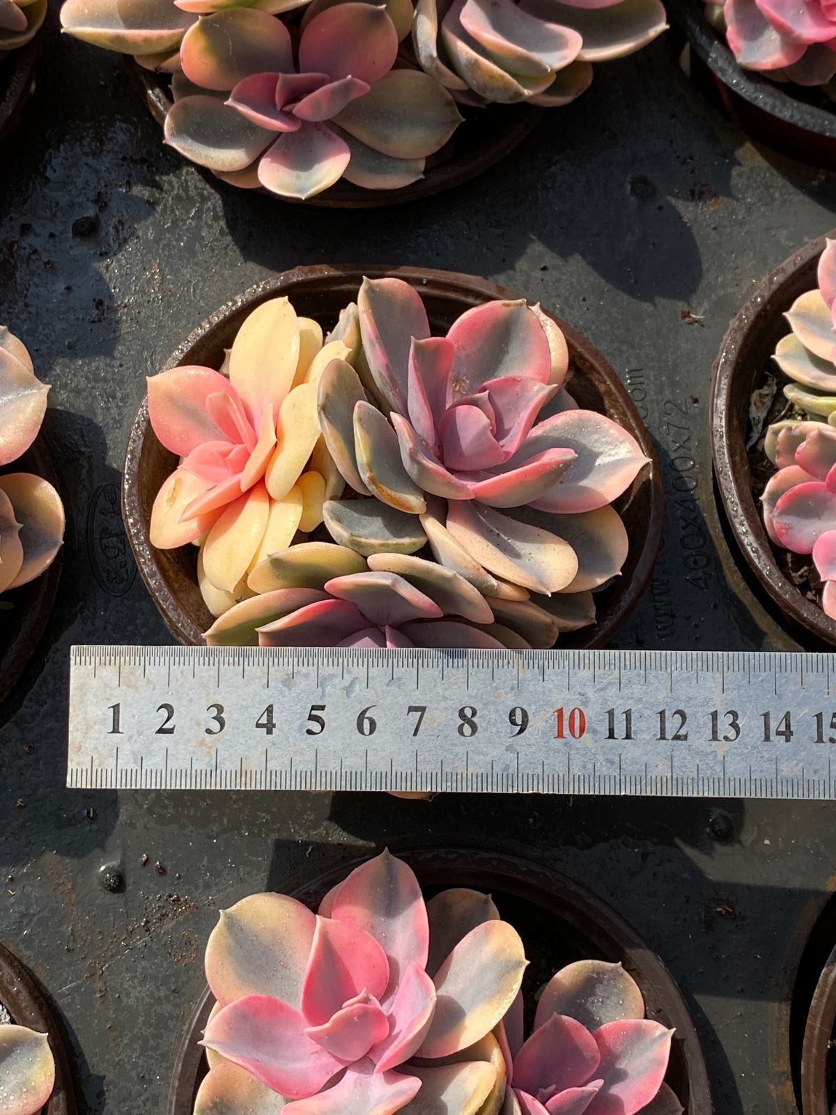 新入荷 レインボー錦 ZZ134×18苗 抜き苗 多肉植物 アエオニウム