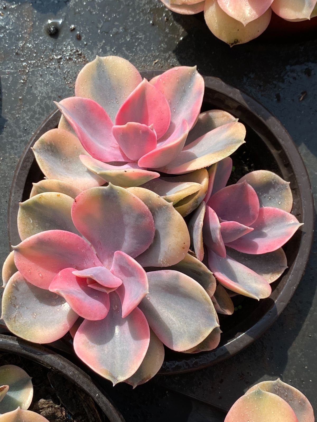 35#多肉植物アエオニウム錦❤️コーニッシュトリビュート錦❤️1頭3芽14cm拔き苗 75#多肉アエオニウム錦❤️コーニッシュトリビュート錦❤️1頭8cm拔き