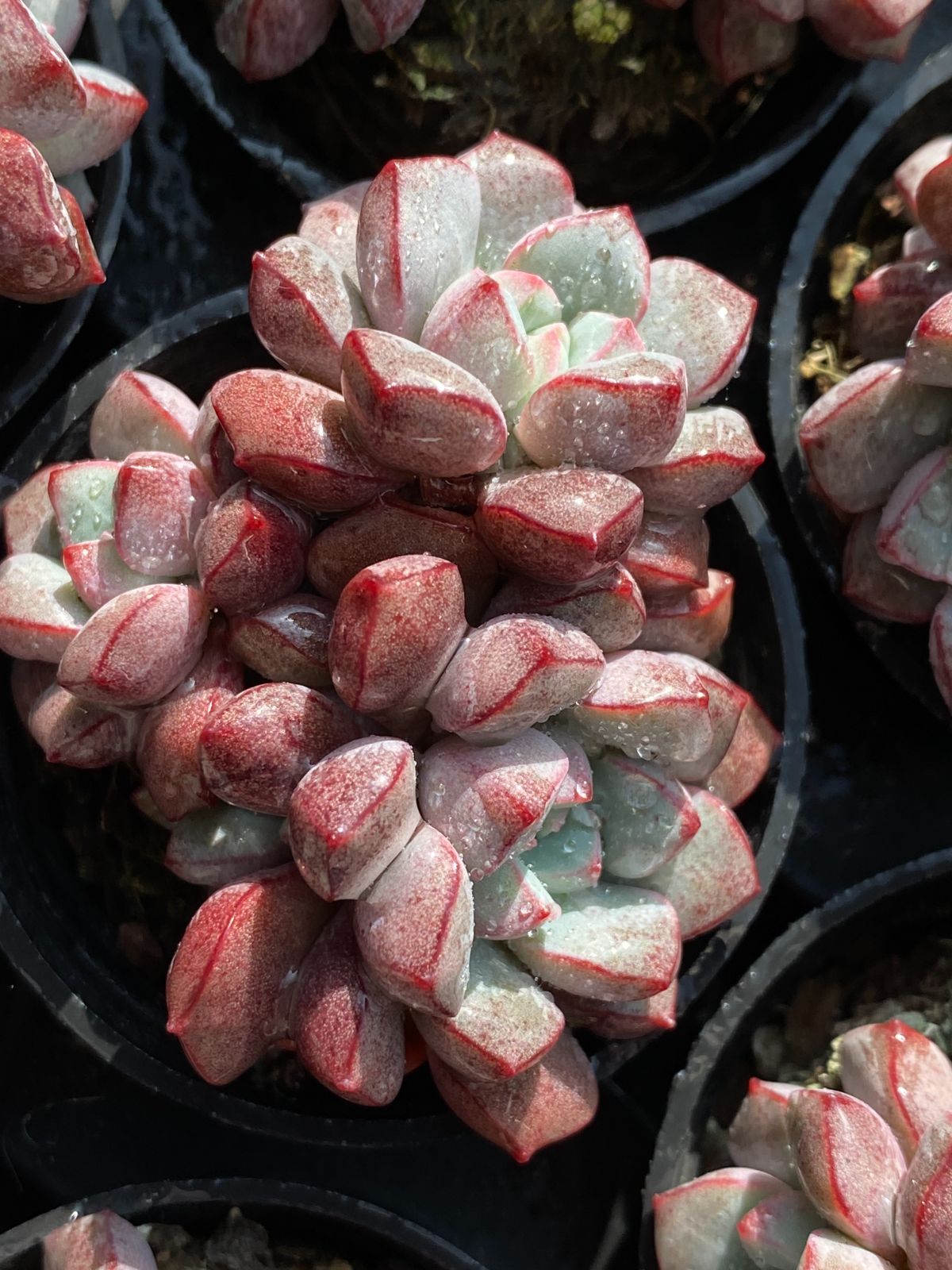 アエオ最新品種 ノブレス錦 BIG王特大群生 抜き苗 楽天市場】農園直売