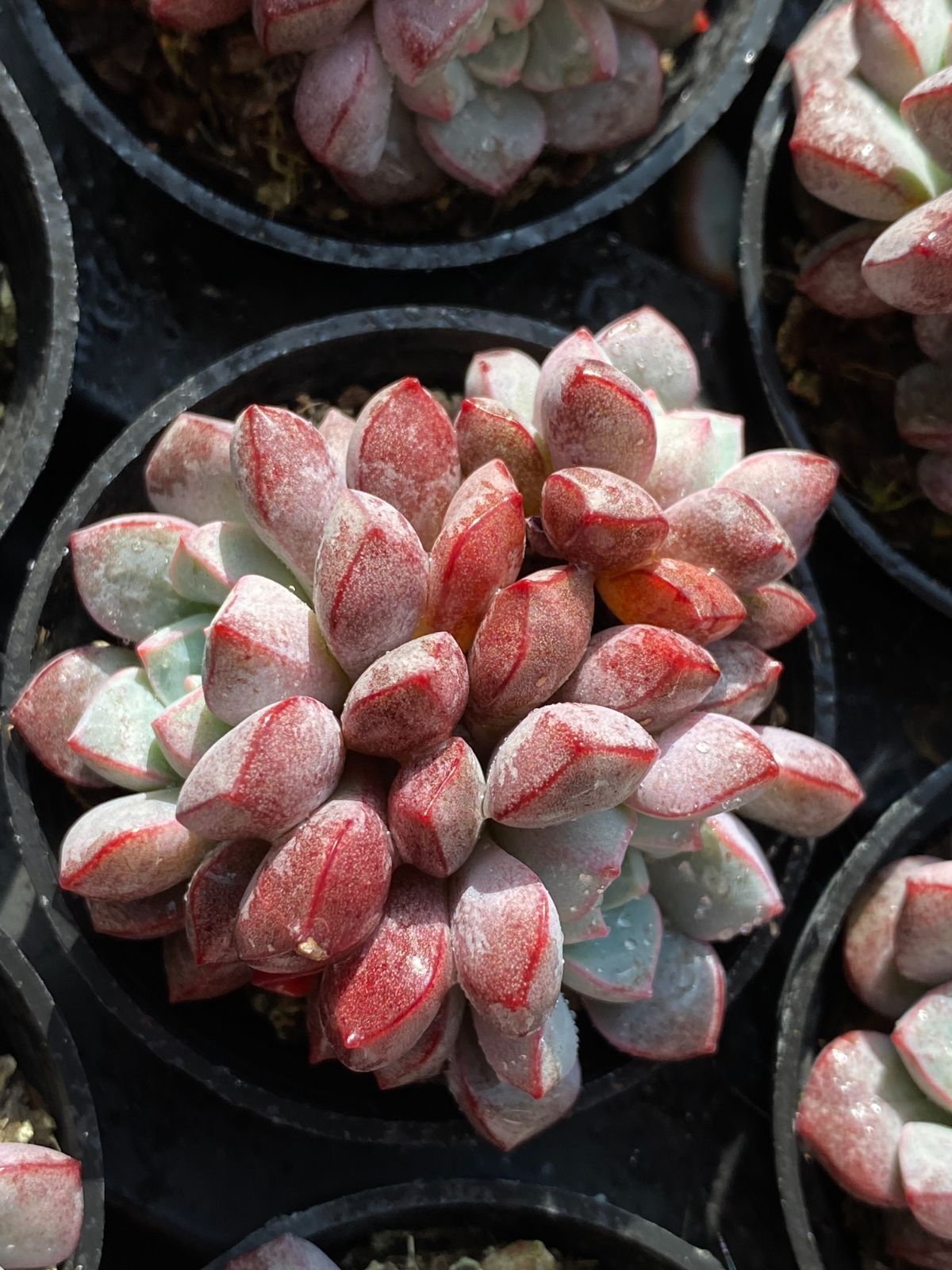 新入荷 サファイア ZZ144×50苗 抜き苗 多肉植物 アエオニウム