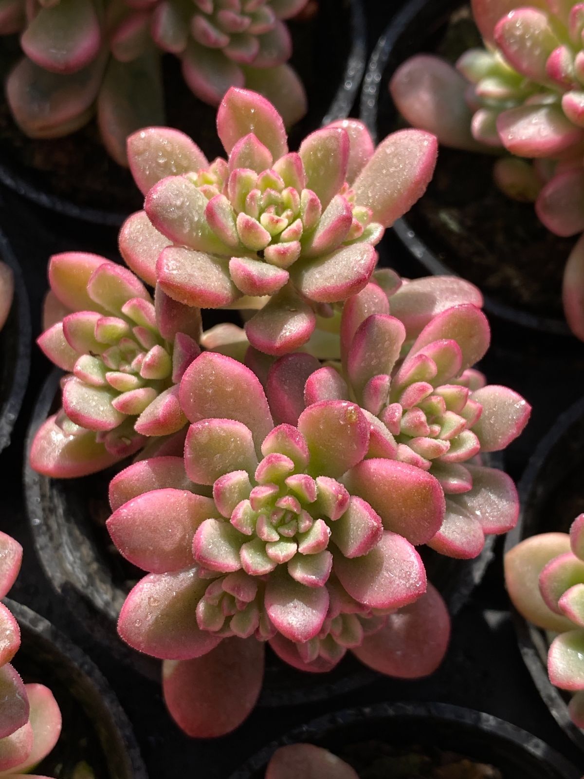 新入荷 タロック錦 ZZ145×50苗 抜き苗 多肉植物 アエオニウム