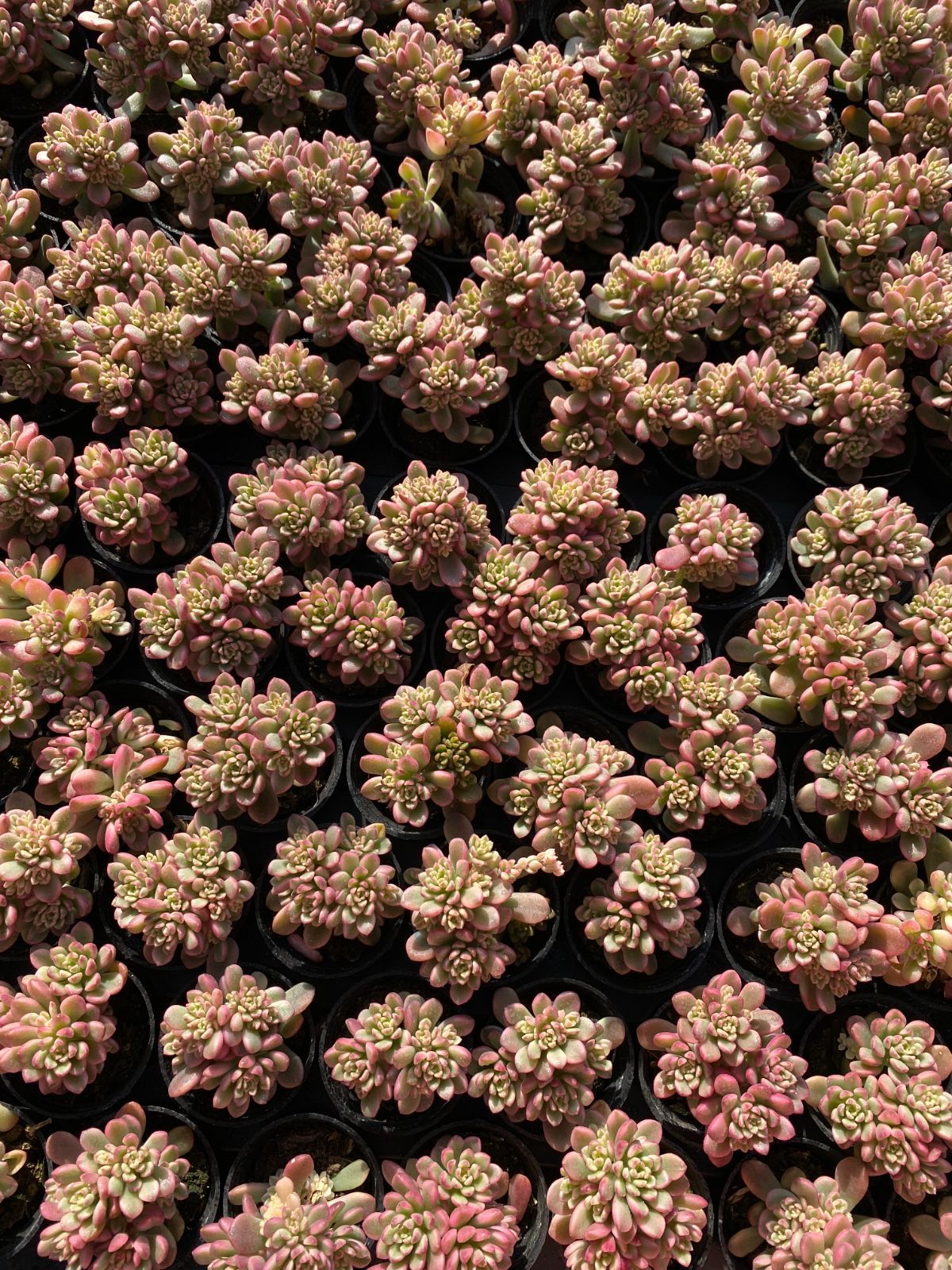 新入荷 タロック錦 ZZ145×50苗 抜き苗 多肉植物 アエオニウム