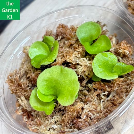 ビカクシダ　リドレイ　幼苗　12株セット リドレイ 幼苗 群生 ビカクシダ 観葉植物 インテリアグリーン その他