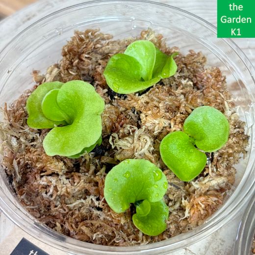 ビカクシダ】リドレイ・マダガスカリエンセ 幼苗 RM001 【コウモリラン