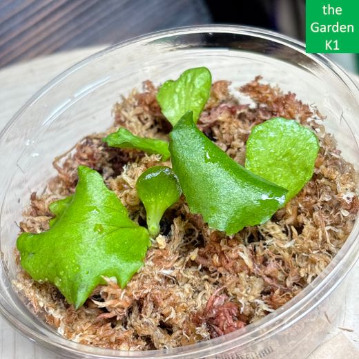 ビカクシダ】リドレイ・マダガスカリエンセ 幼苗 RM001 【コウモリラン