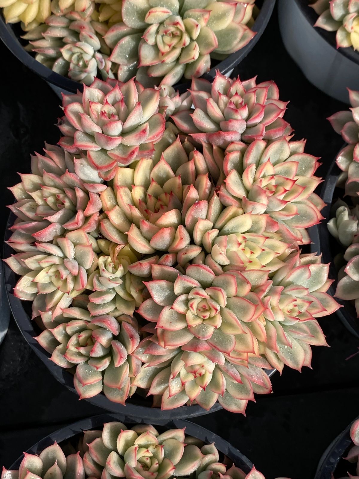 新入荷 メヒナニシキ ZZ186×18苗 抜き苗 多肉植物 アエオニウム エケベリア サボテン 韓国苗