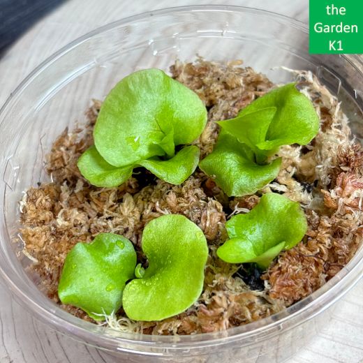 ビカクシダ】リドレイ・マダガスカリエンセ 幼苗 RM002 【コウモリラン