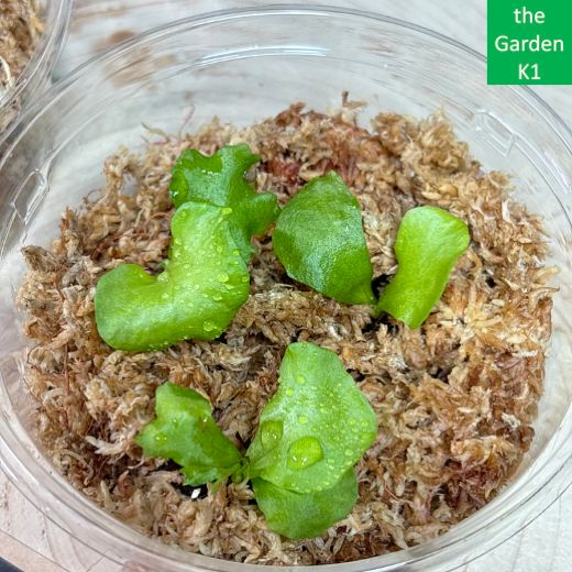 ビカクシダ】リドレイ・マダガスカリエンセ 幼苗 RM002 【コウモリラン