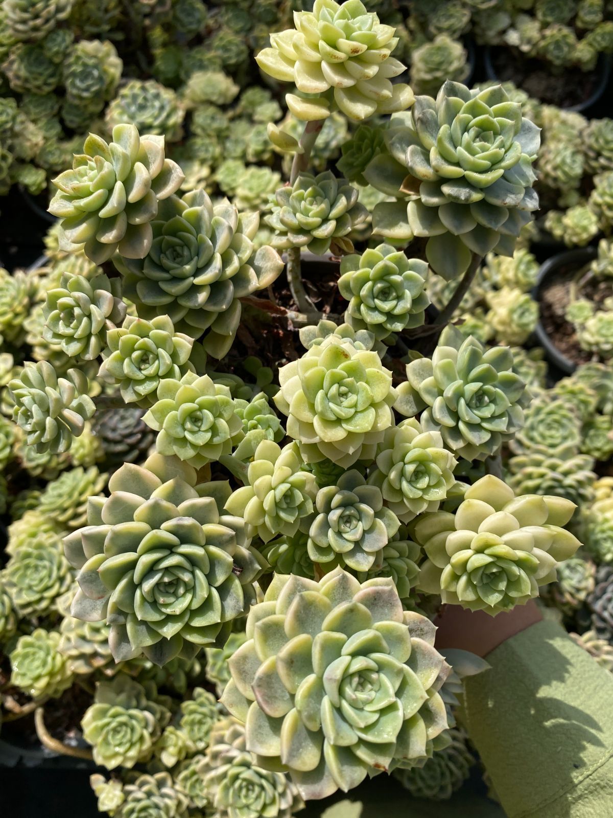 新入荷 ティンカーベル錦 ZZ158×18苗 抜き苗 多肉植物 アエオニウム