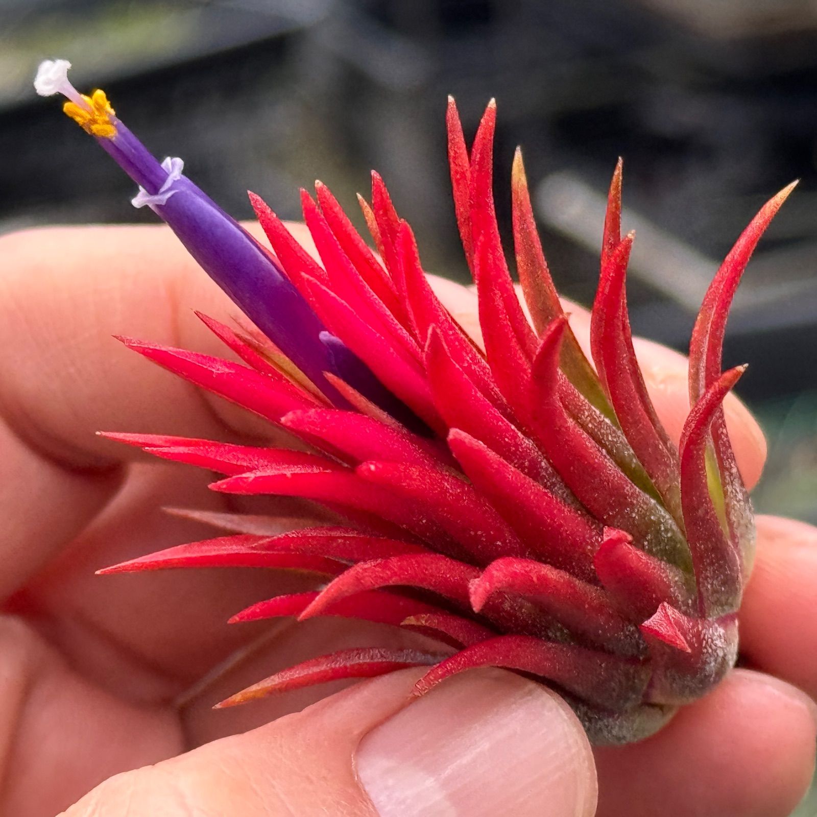 親株 フローレンシアエ 親株現物販売 親株 フローレンシアエ 親株現物