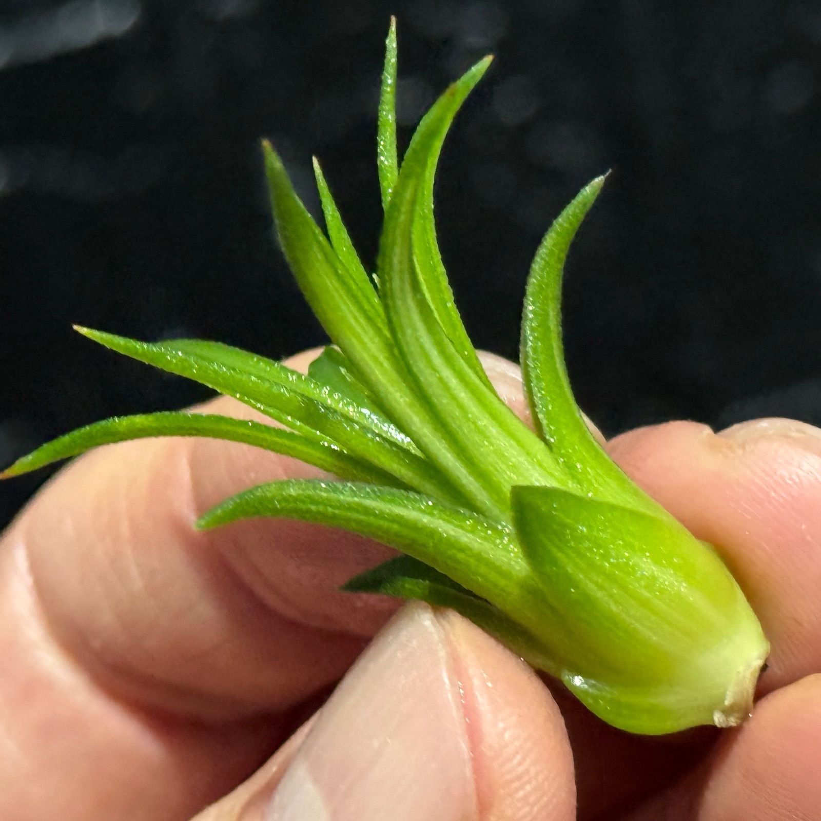 現品＊ ミニ＊ 斑入り＊ チランジア イオナンタ ヴァリエガータ