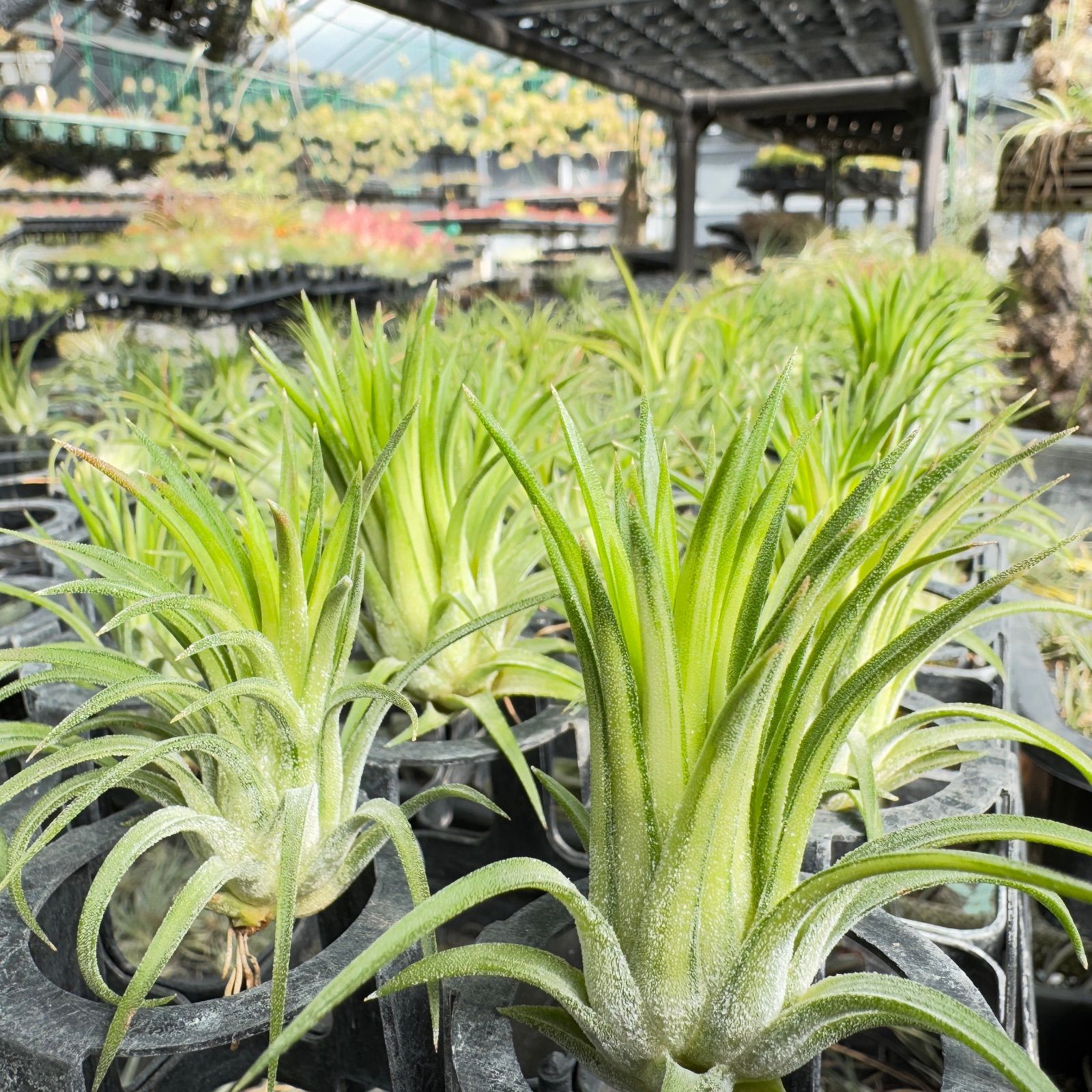 現品＊ ミニ＊ 斑入り＊ チランジア イオナンタ ヴァリエガータ