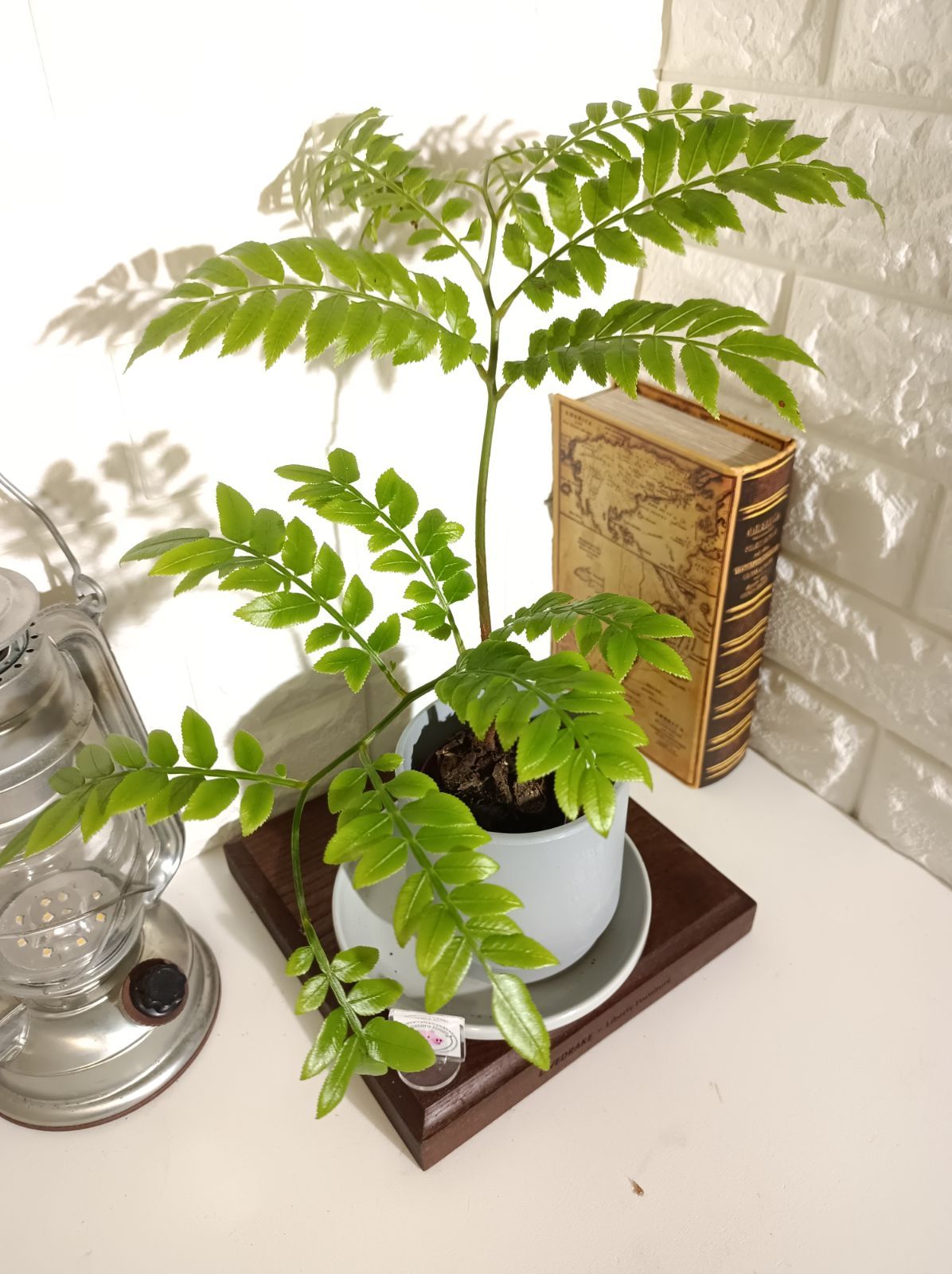 リュウビンタイ（3号・2本展開） - メルカリ