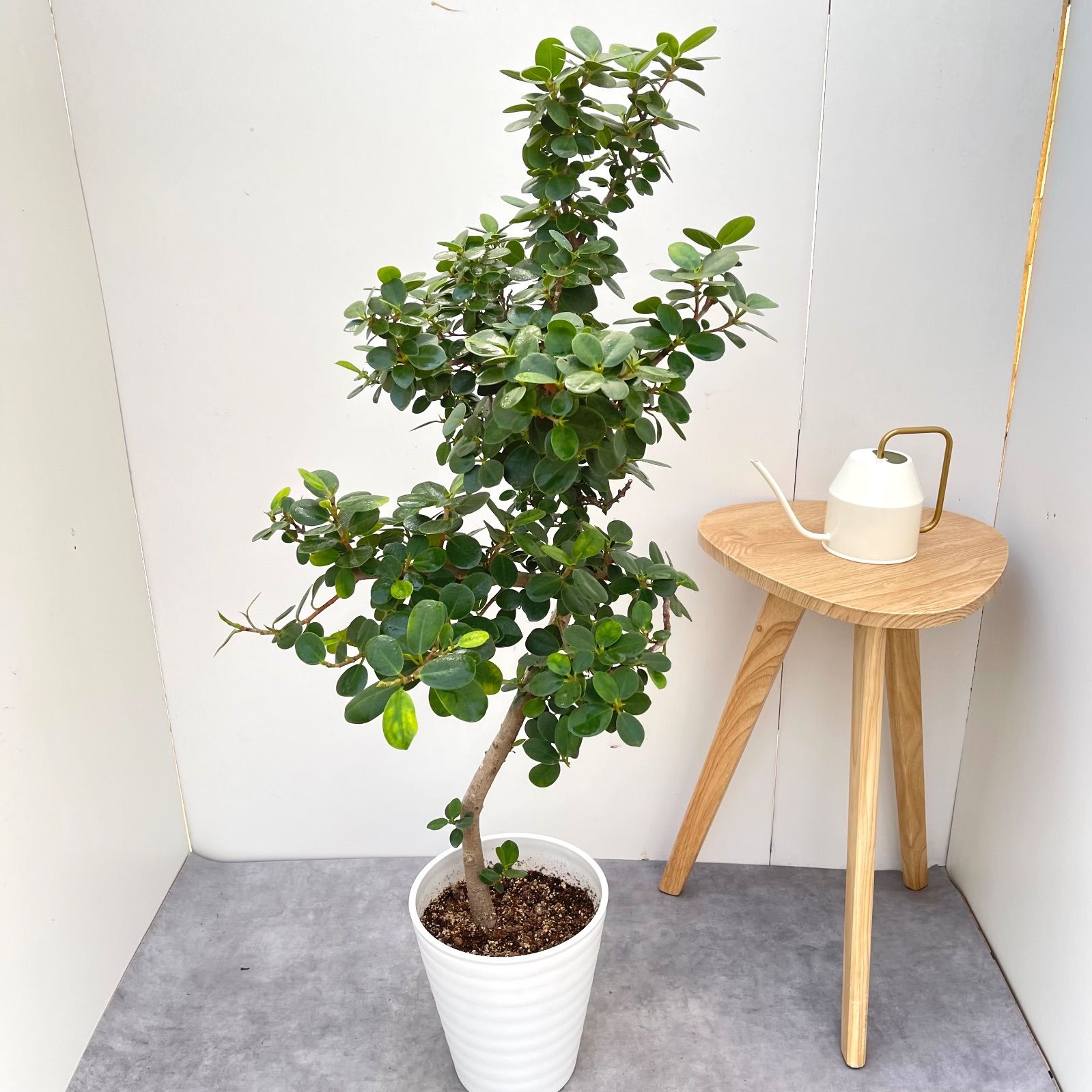 パンダガジュマル 10【現品】☆希少☆ 観葉植物 大型 - メルカリ