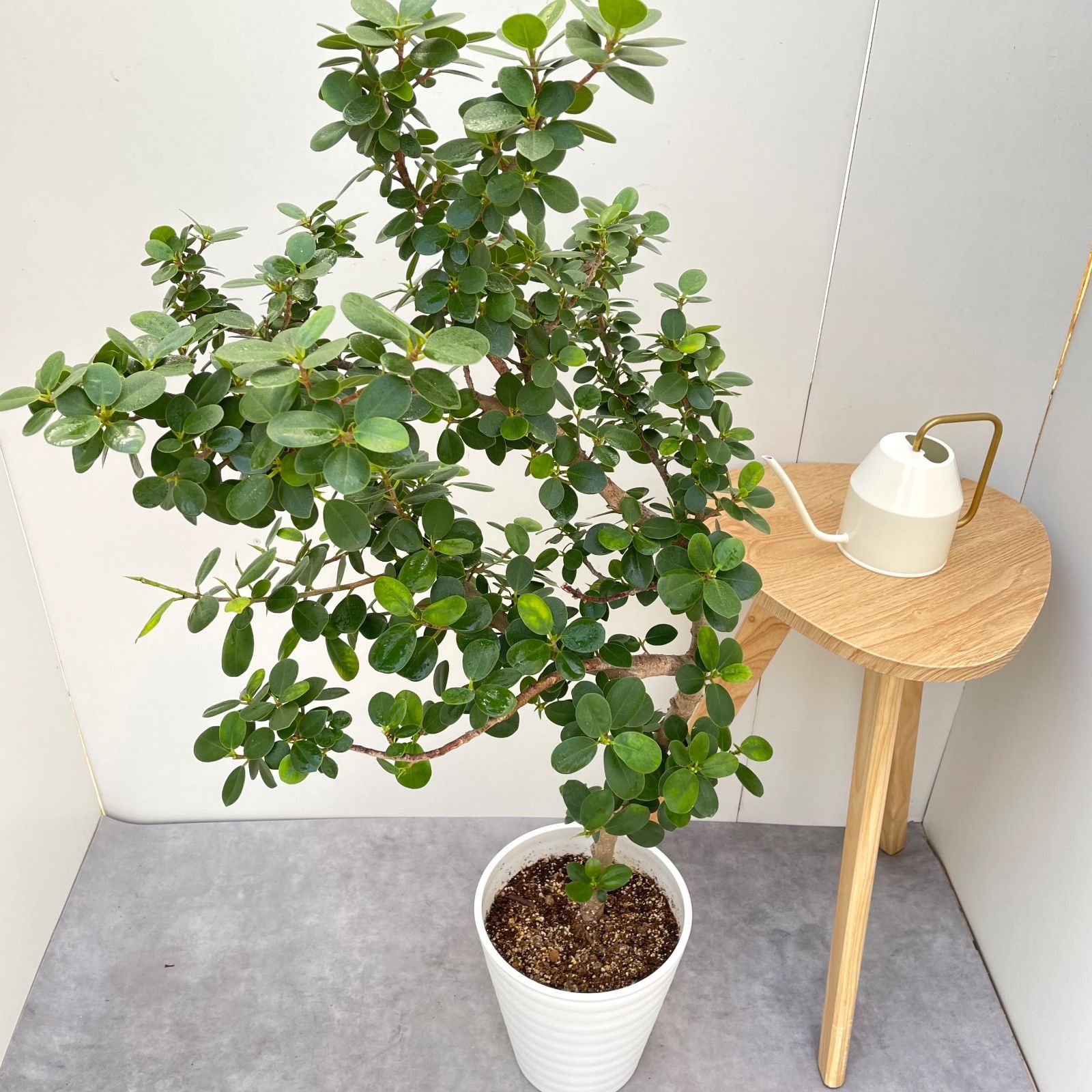 パンダガジュマル 10【現品】☆希少☆ 観葉植物 大型 - メルカリ