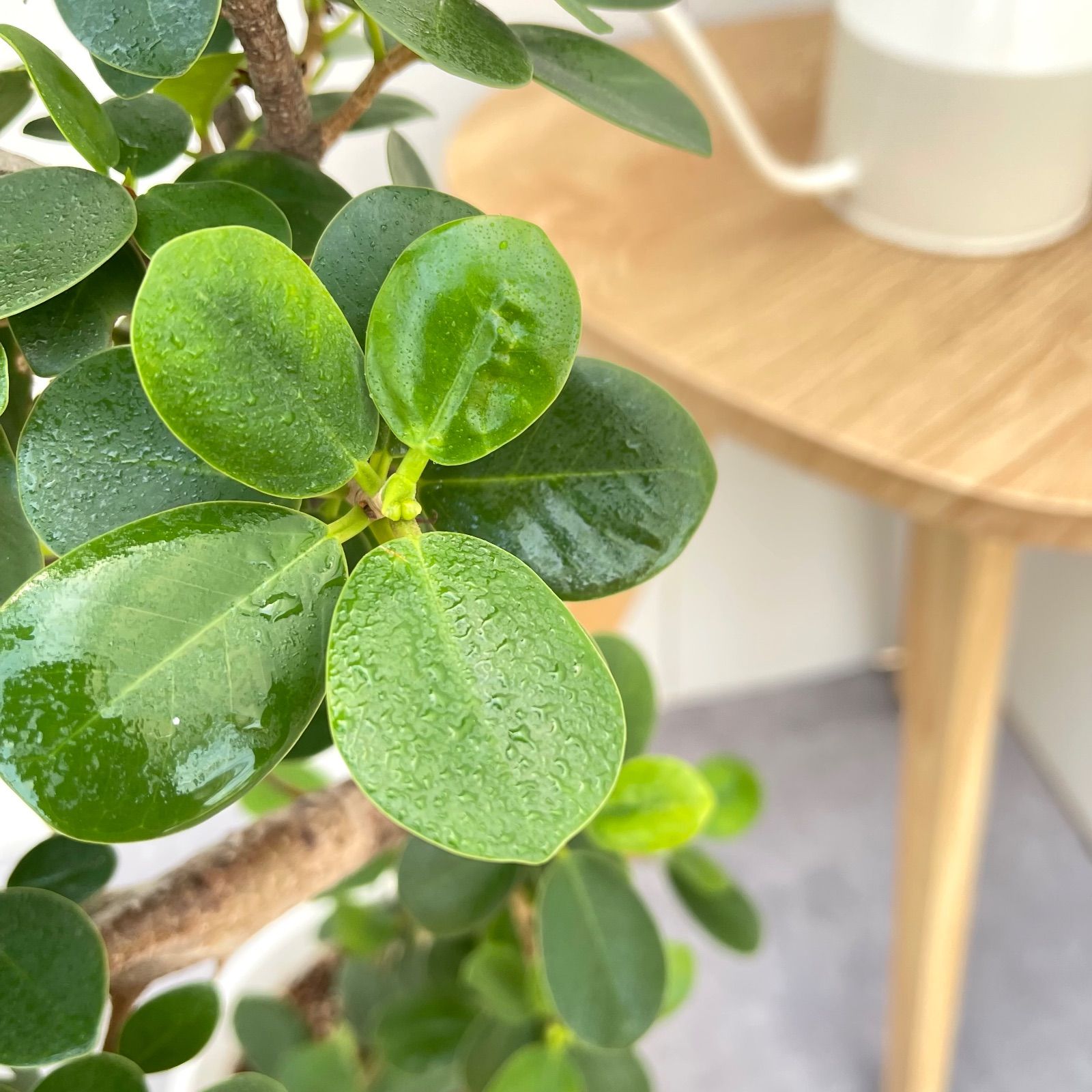 パンダガジュマル 10【現品】☆希少☆ 観葉植物 大型 - メルカリ