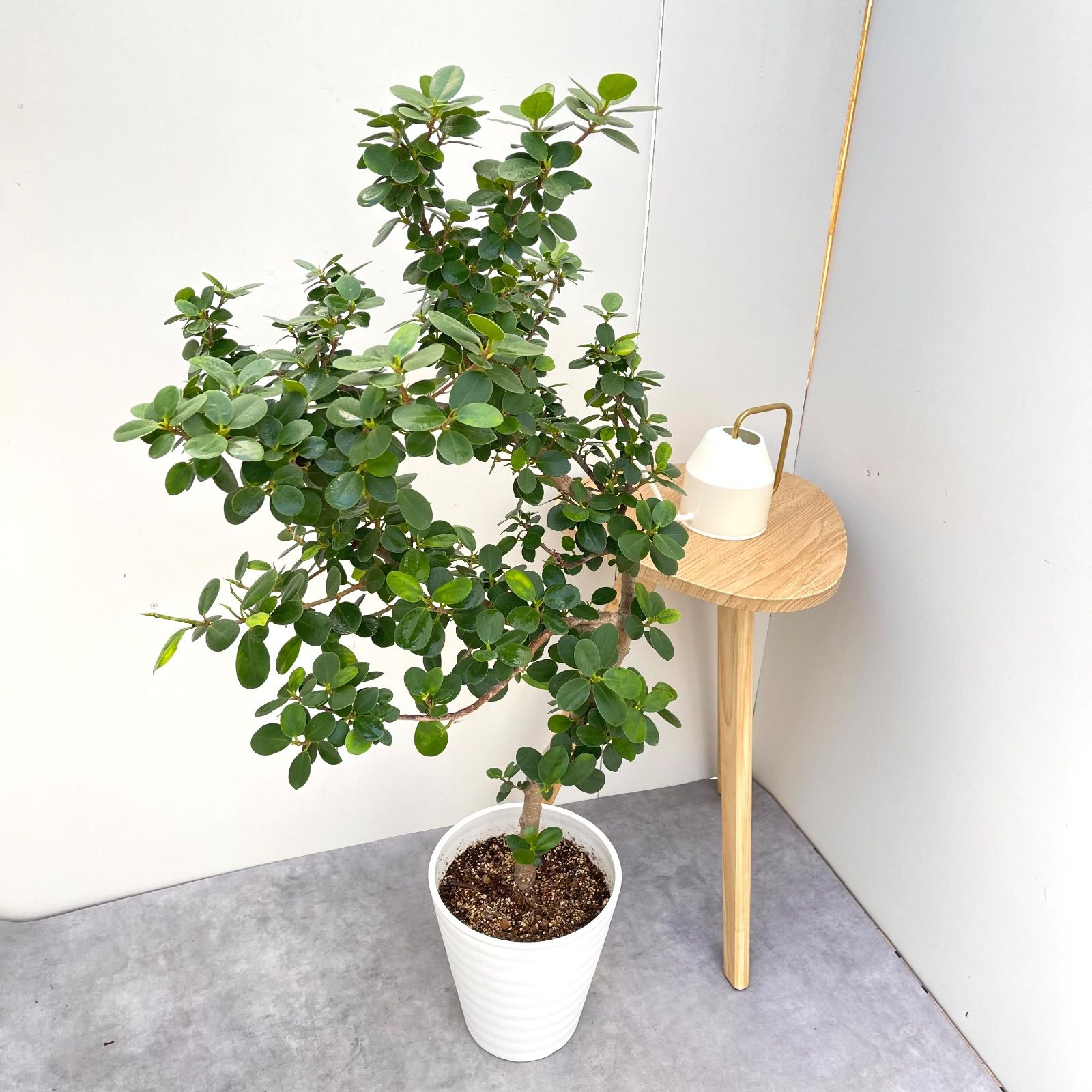 パンダガジュマル 10【現品】☆希少☆ 観葉植物 大型 - メルカリ