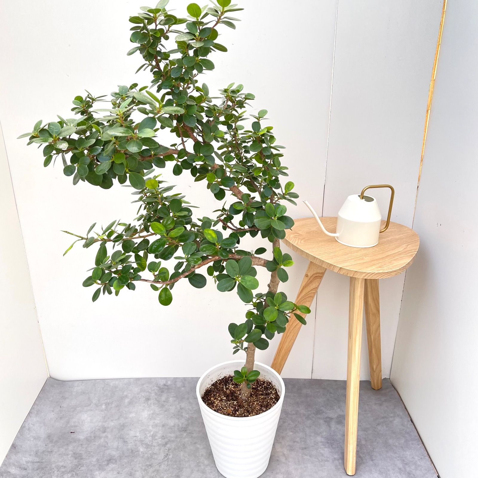 パンダガジュマル 10【現品】☆希少☆ 観葉植物 大型 - メルカリ