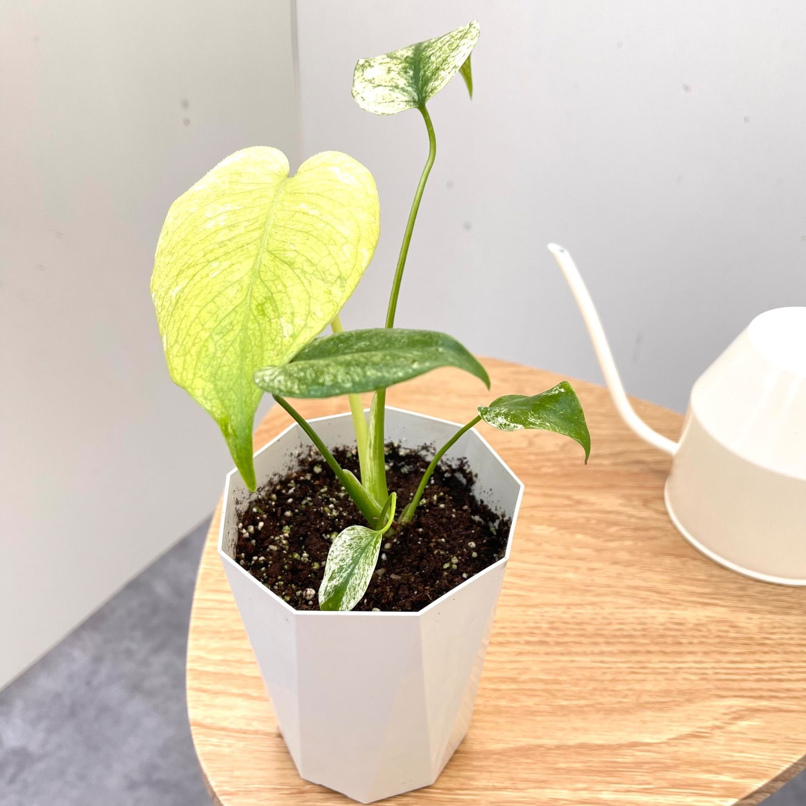 ［現品］【希少】01 モンステラ　デリシオーサ　ホワイトモンスター　4号　レア モンステラ デリシオサ ホワイトモンスター 1【現品】☆希少☆ 観葉