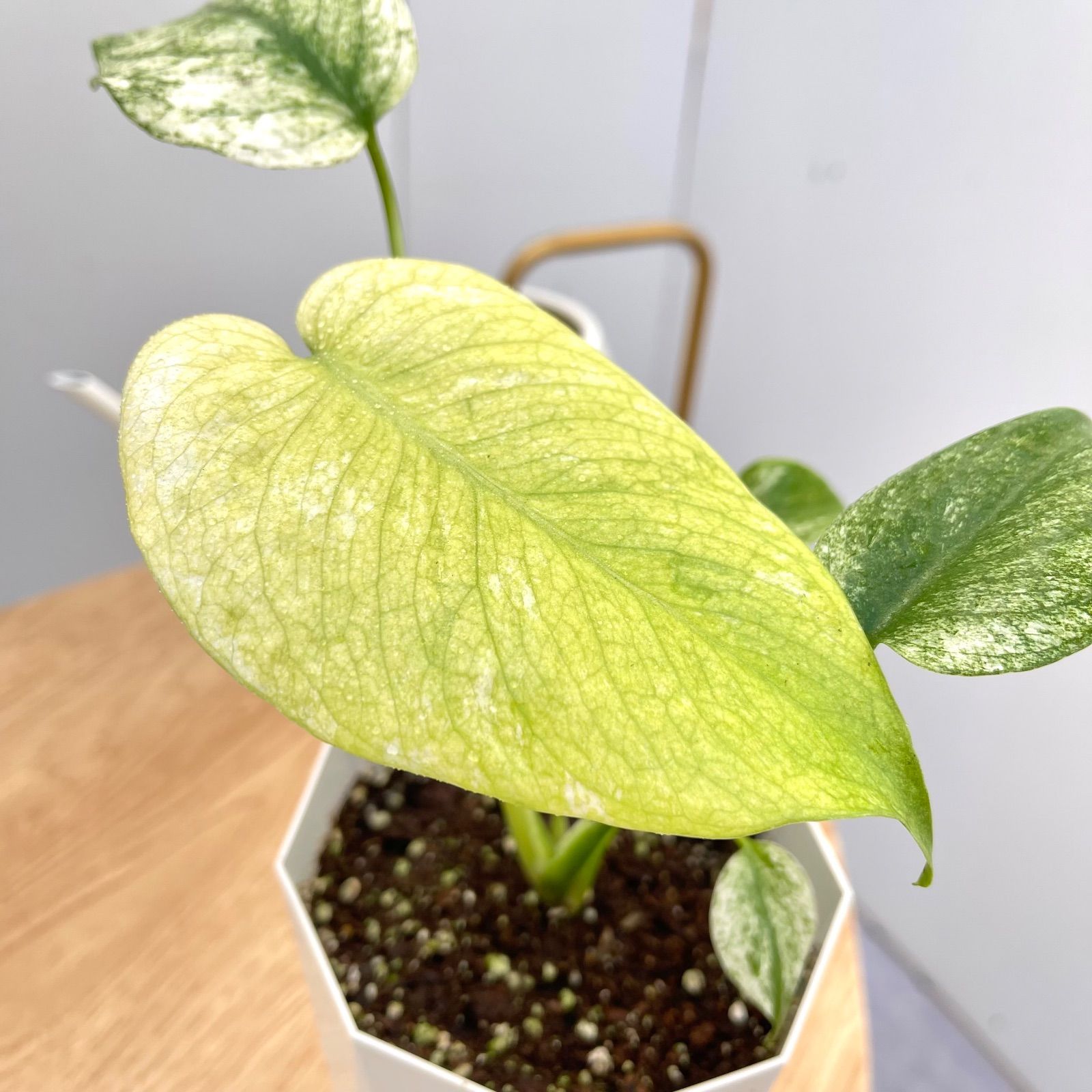 ［現品］【希少】01 モンステラ　デリシオーサ　ホワイトモンスター　4号　レア 現品］【希少】01 モンステラ デリシオーサ ホワイトモンスター 4号