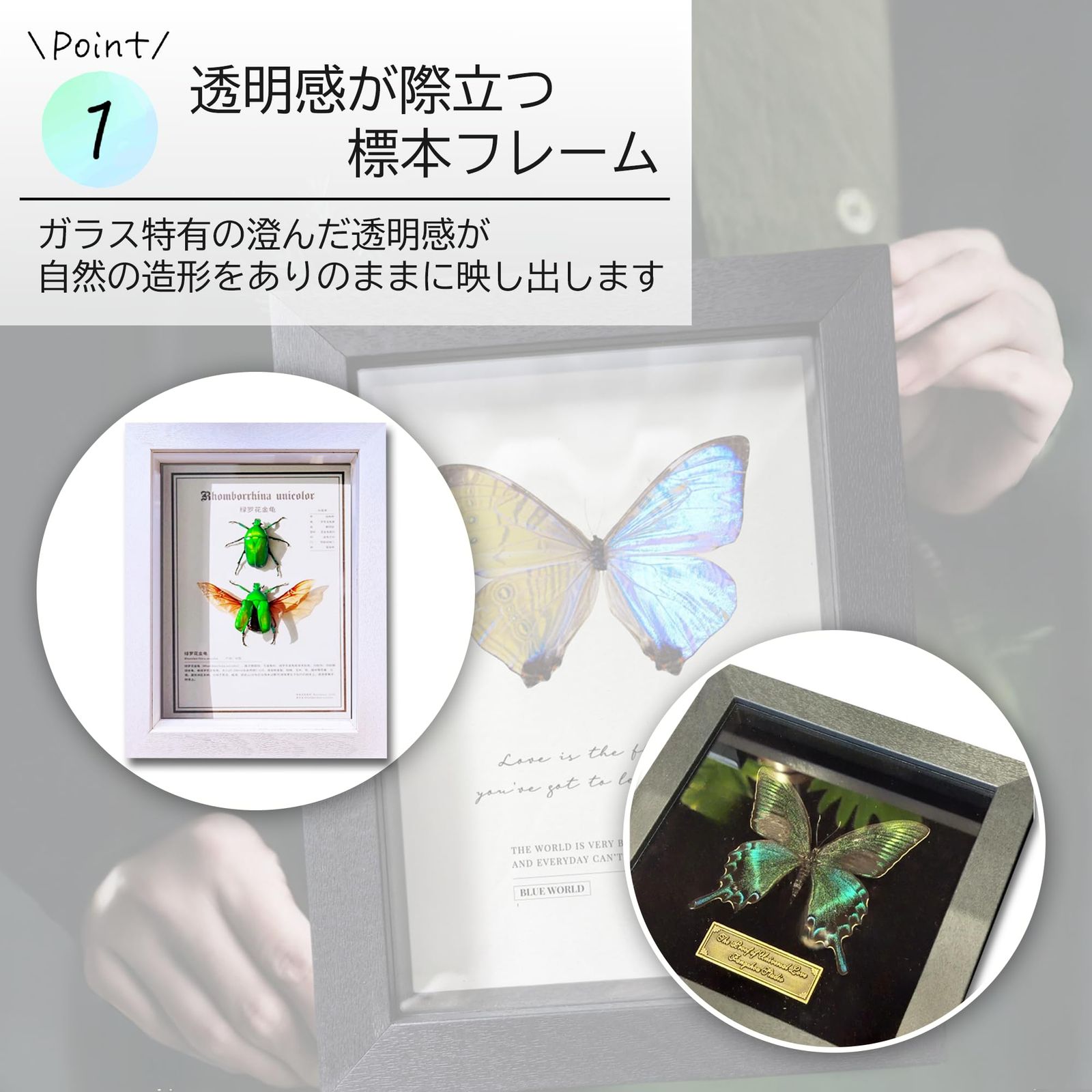 ブルメイアゲハ　標本　ガラスケース 標本／コレクションガラスケース003 (Stand B) – Bonmel(ボンメル)