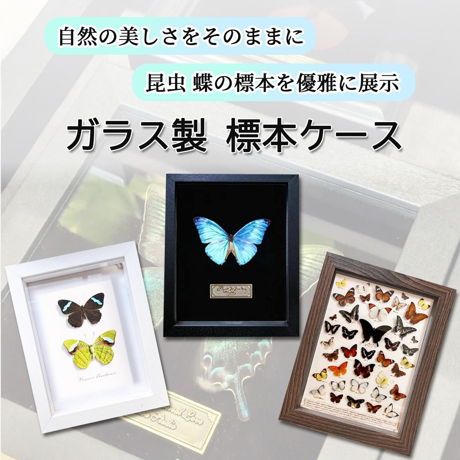 ブルメイアゲハ　標本　ガラスケース 標本／コレクションガラスケース003 (Stand B) – Bonmel(ボンメル)