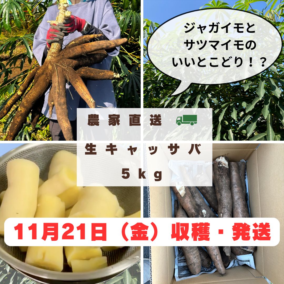 キャッサバ芋5キロ 【採れたて直送】静岡県産の黄色甘味種キャッサバ