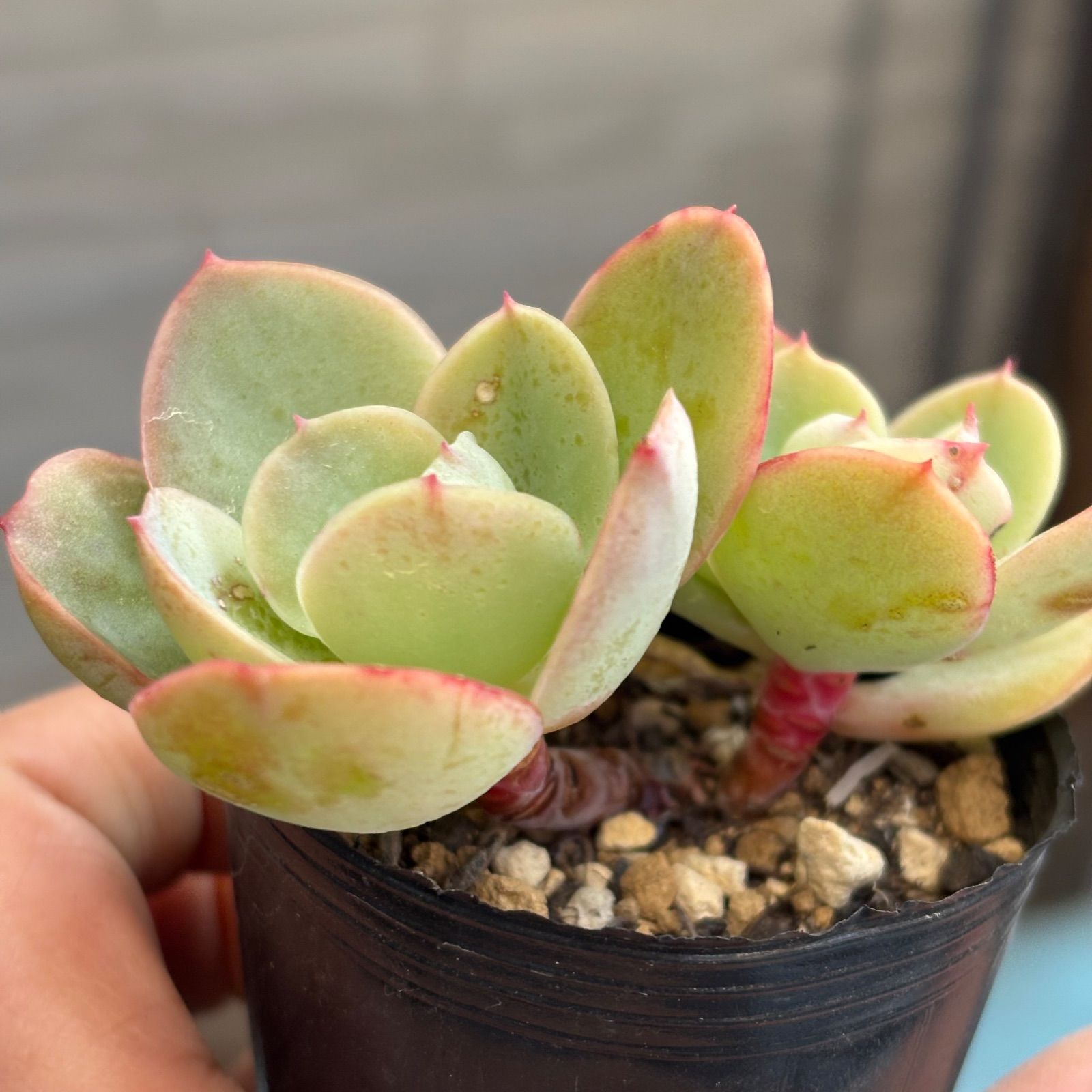 多肉植物 ピーチプリデ 抜き苗 11/20 - メルカリ