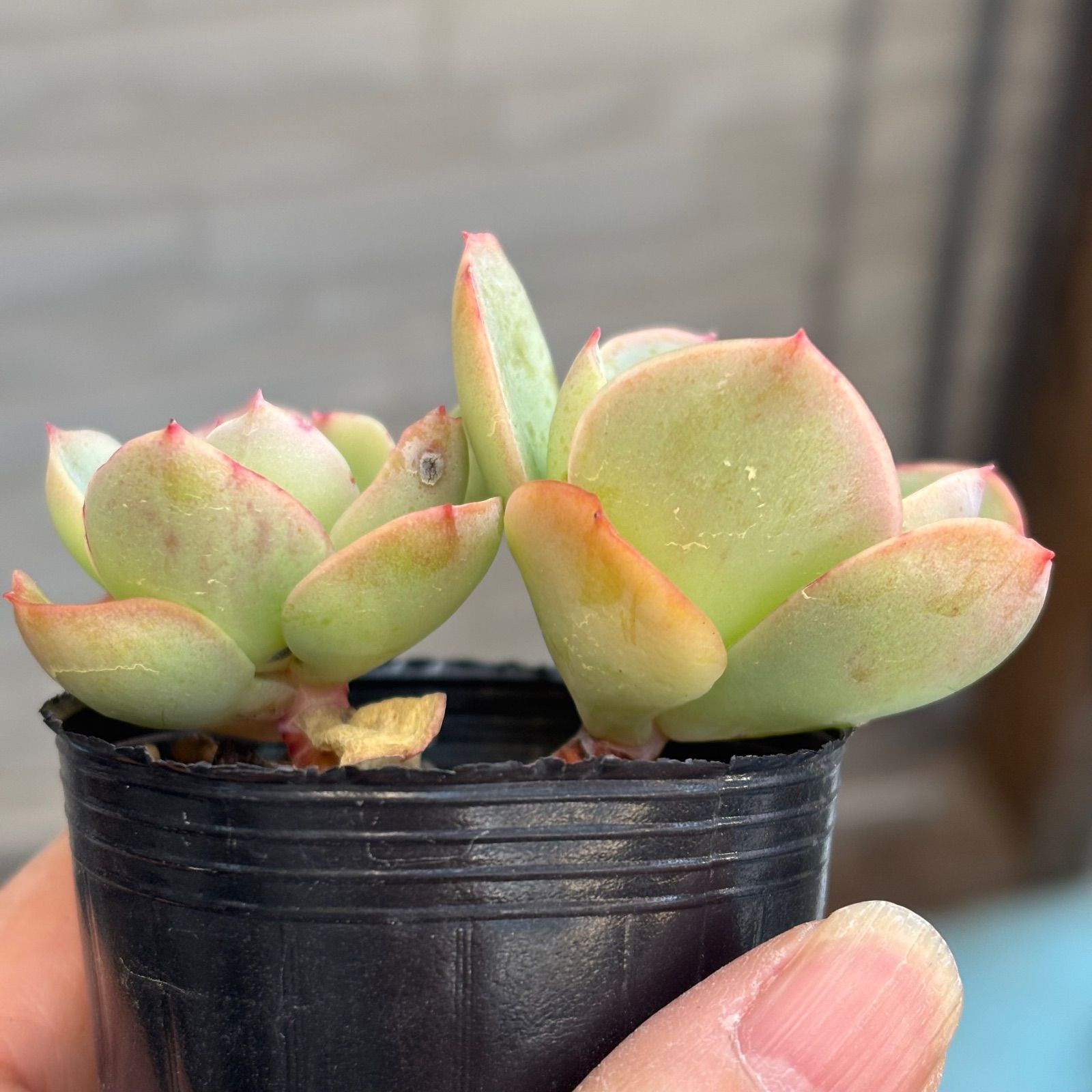 多肉植物【ピーチプリデ】2苗セット　抜き苗 多肉植物【ピーチプリデ】2苗セット 抜き苗