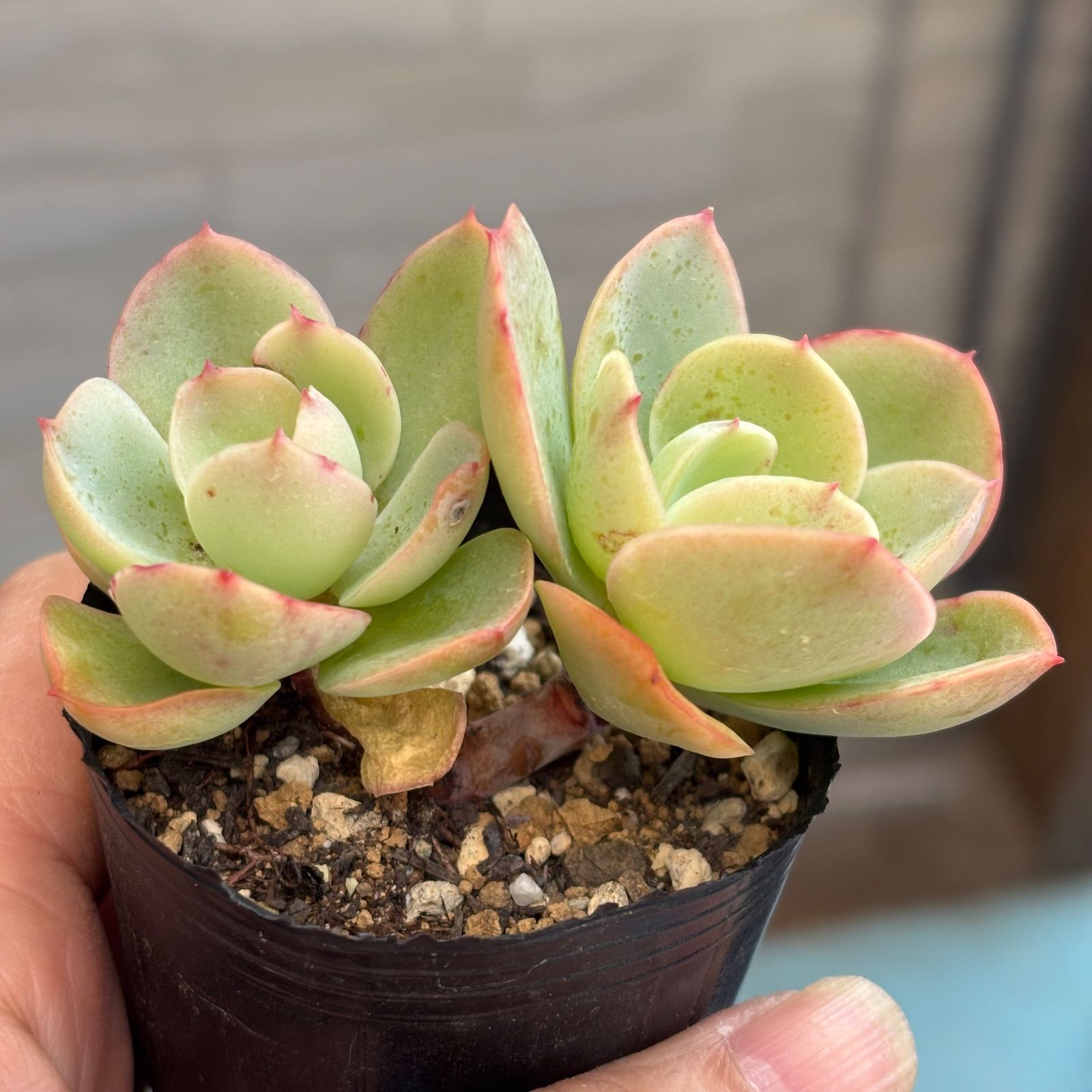 多肉植物【ピーチプリデ】2苗セット　抜き苗 多肉植物 ピーチプリデ 抜き苗 11/20 - メルカリ