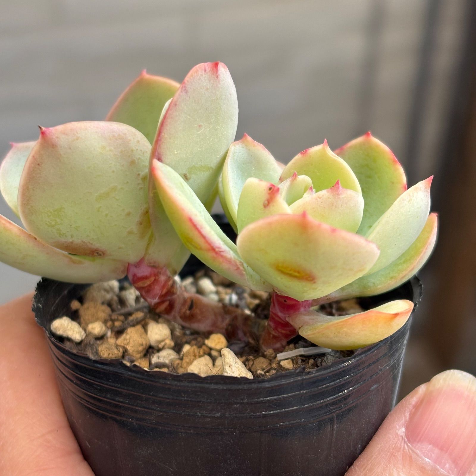 多肉植物【ピーチプリデ】2苗セット　抜き苗 多肉植物 ピーチプリデ 抜き苗 11/20 - メルカリ