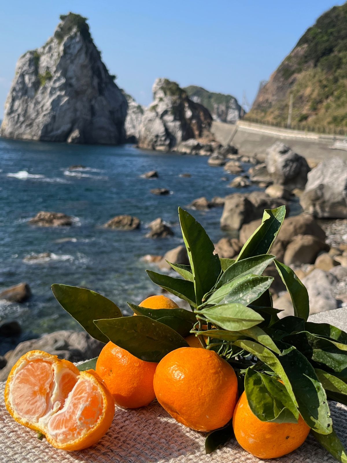 2024 和歌山県由良町産 温州みかん（早生みかん、中生みかん）秀品10kg