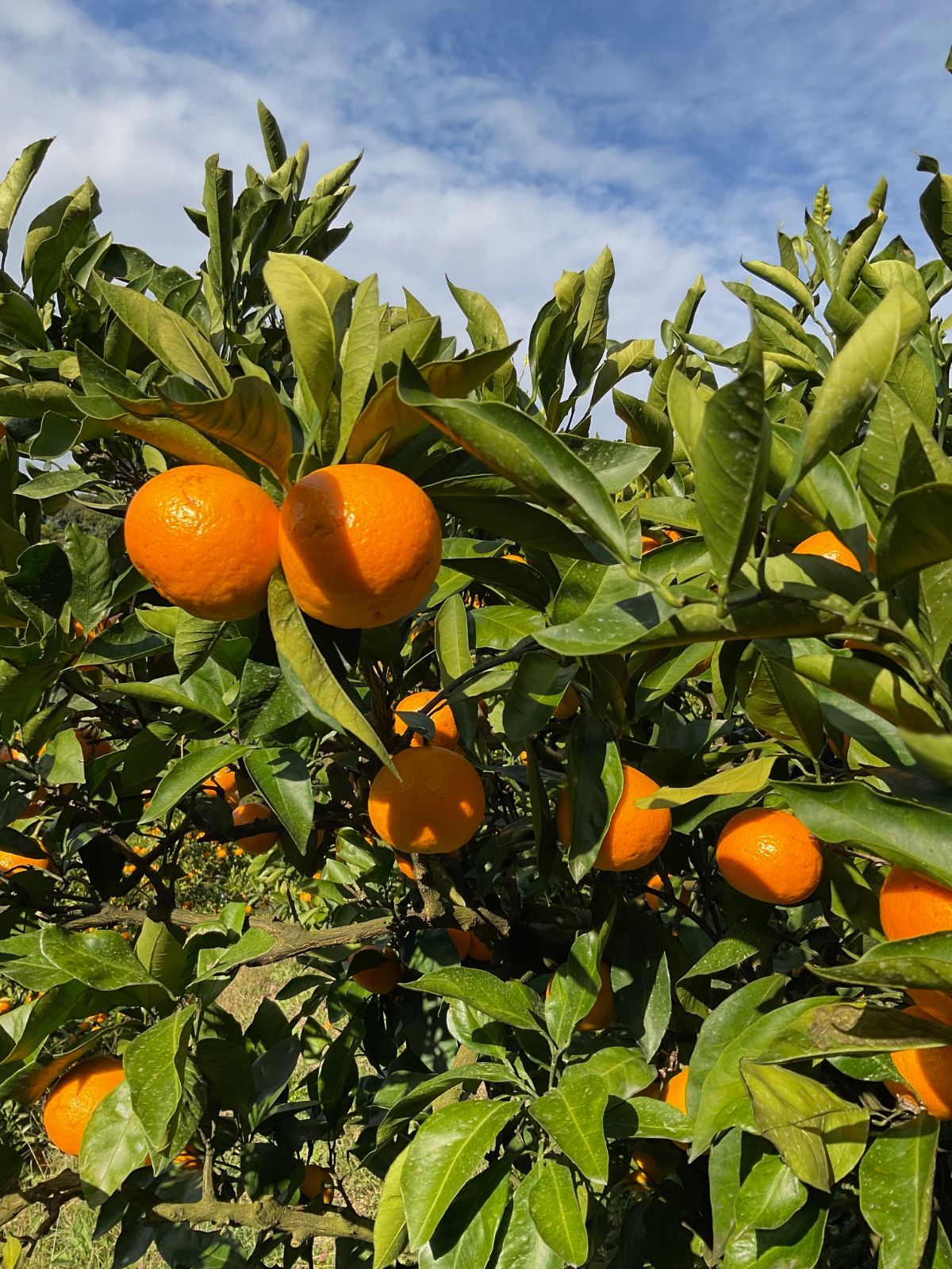 青一番様専用 和歌山県由良町産 ゆら早生 秀品10kg ゆら早生みかんのお