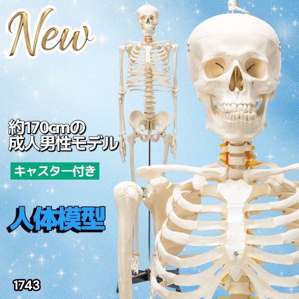 1743 全身 人体 模型 170cm 神経根有り 全身 骨格 標本 骸骨 人骨