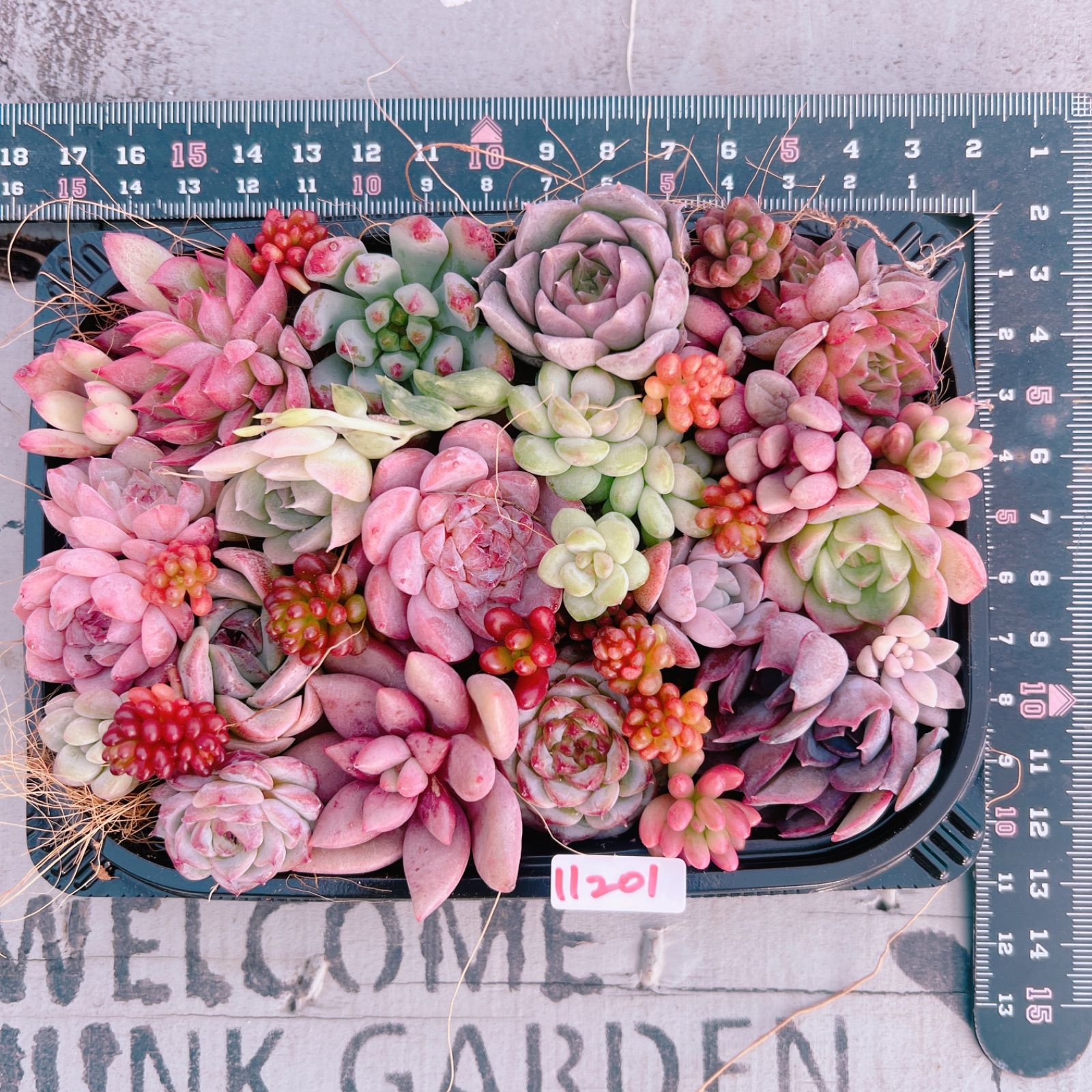 寄植え 寄せ植え／Flower Cup 春風に揺れる寄せ植え【春のガーデニング