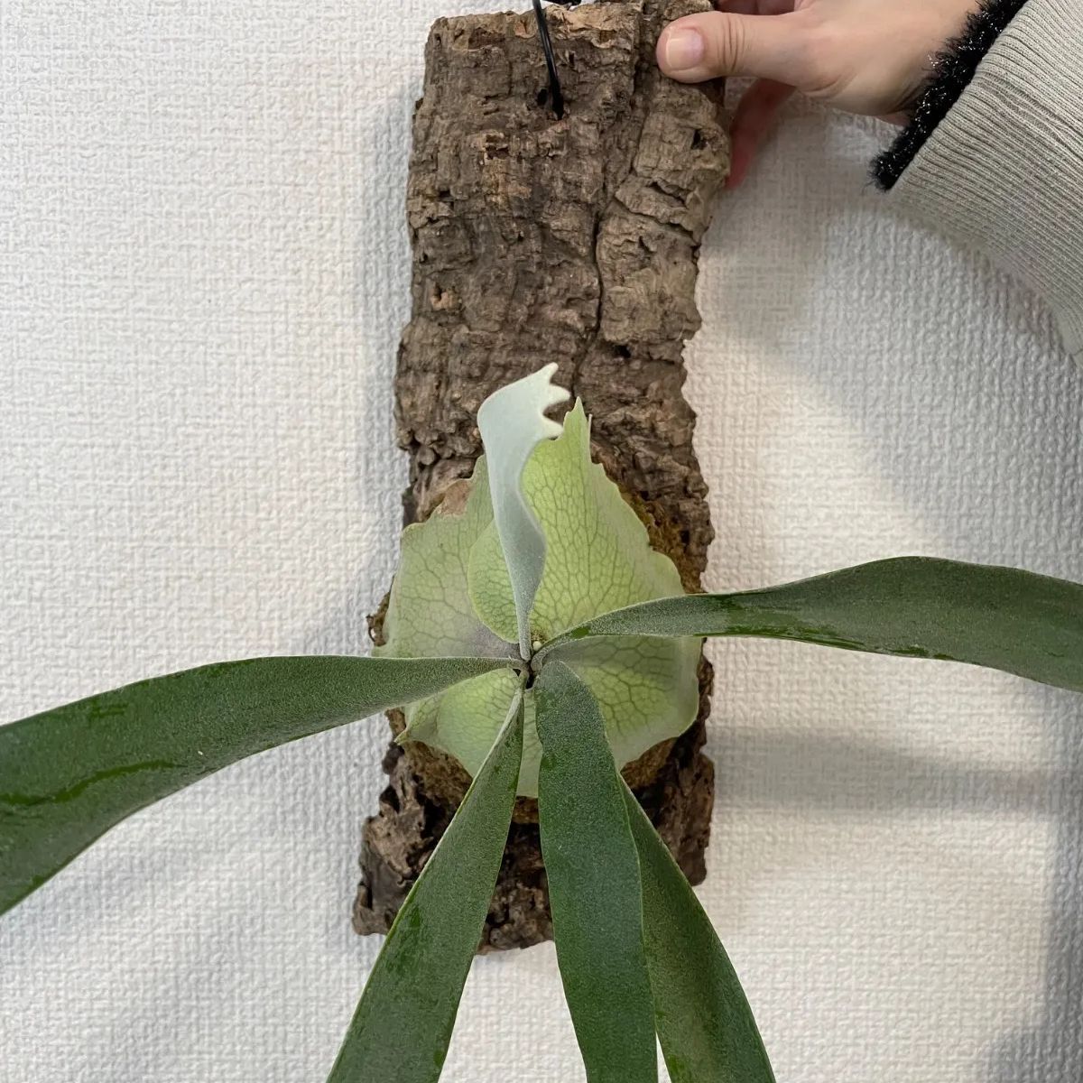 ビカクシダ（コウモリラン）P.Veitchii コルク付け