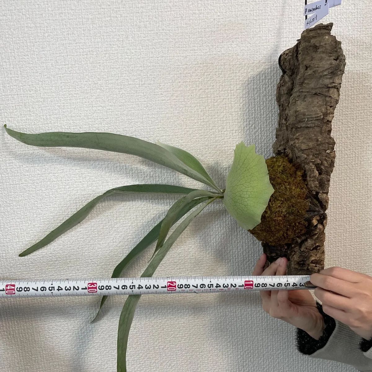 ビカクシダ（コウモリラン）P.Veitchii コルク付け